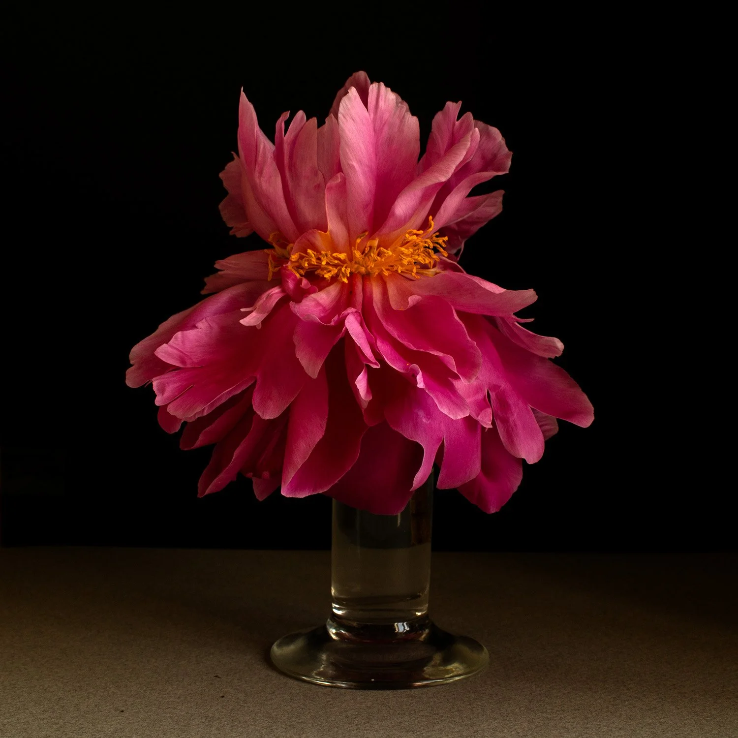 Wilting Purple Peony