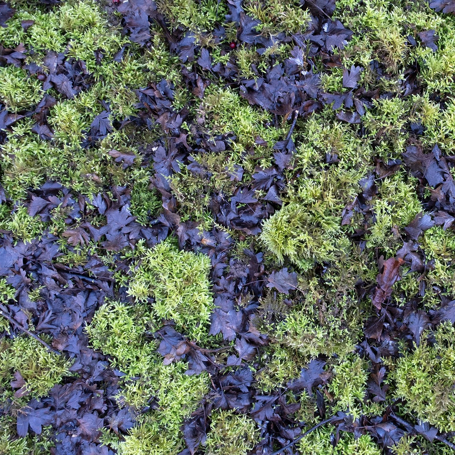 Hawthorn Leaves and Moss