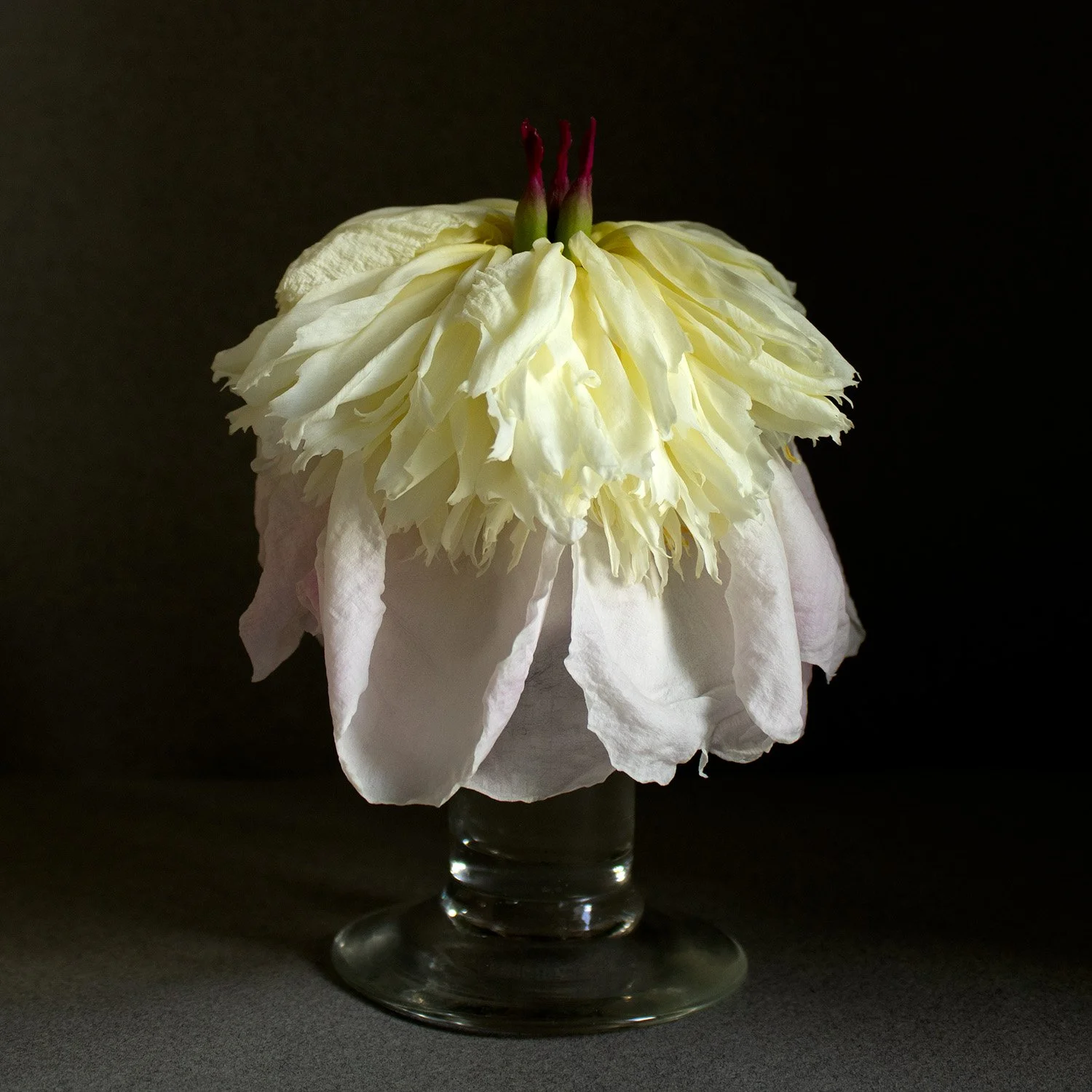 Wilting White Peony