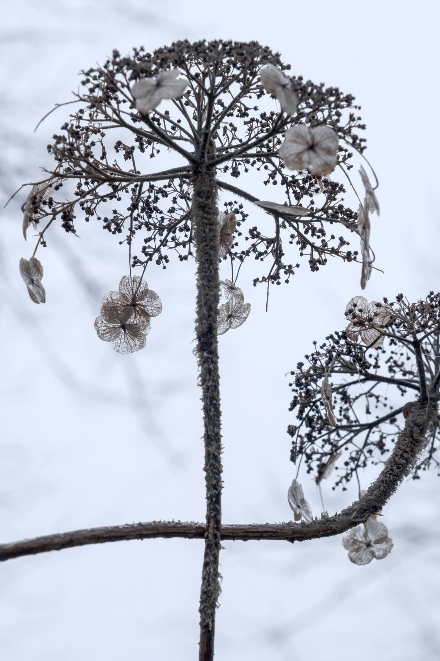 Winter Hydrangeas