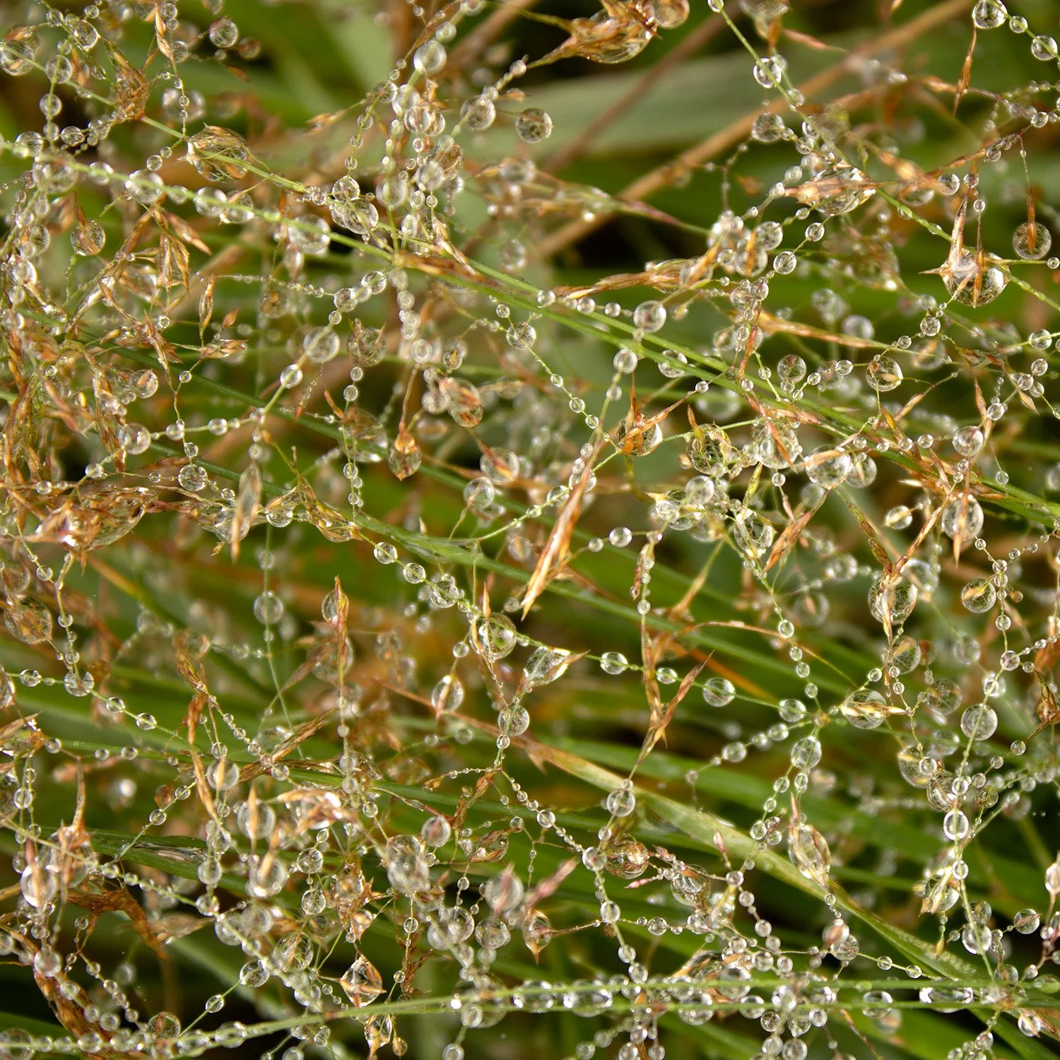Morning Dew, Asturias