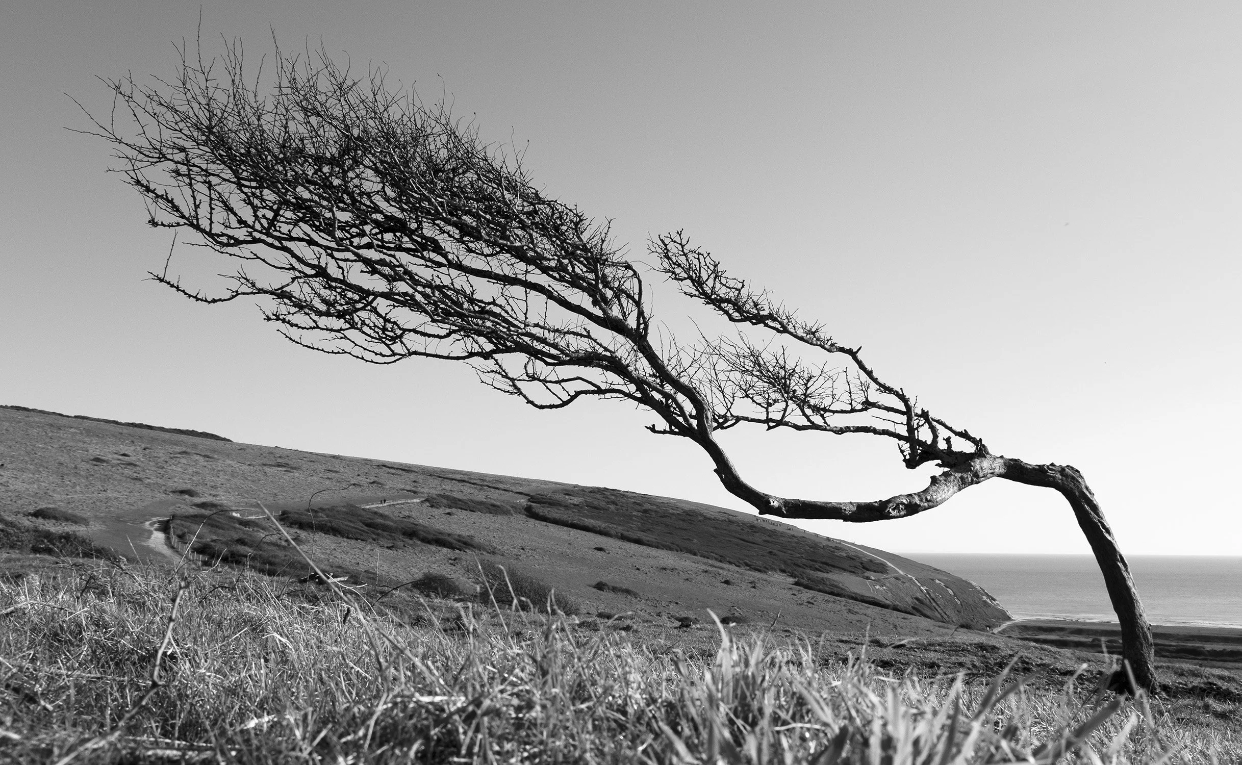 Bent Hawthorn