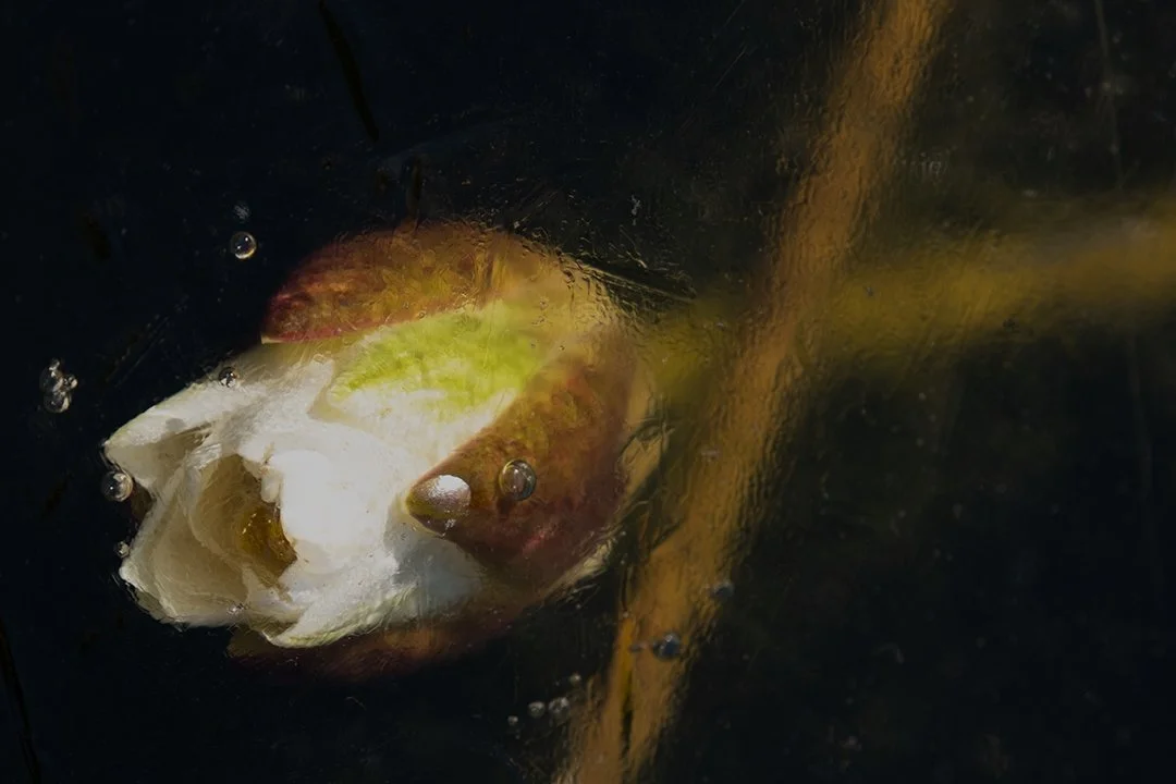 Lilly bud trapped below ice