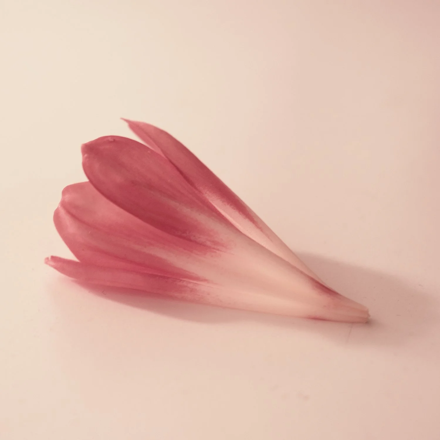 Fallen Flower