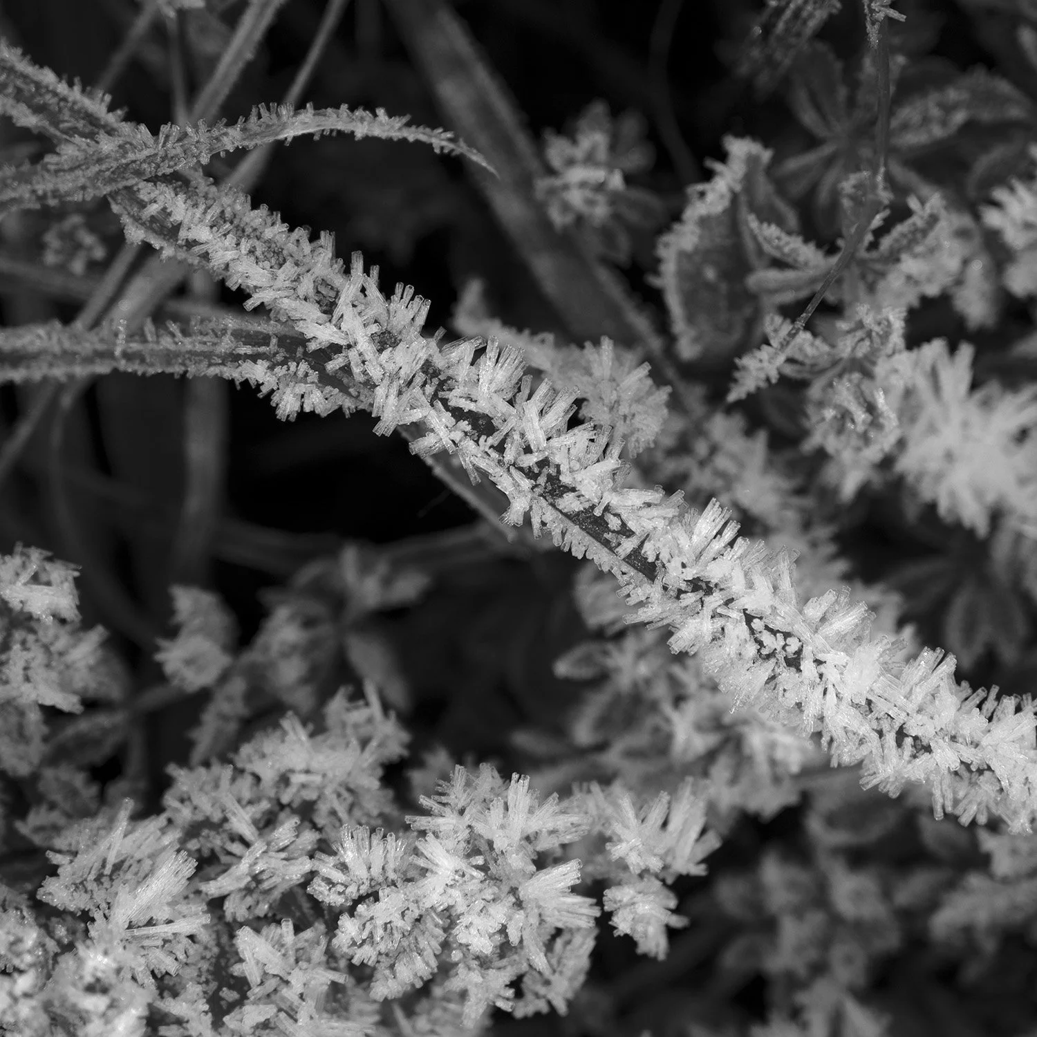Frost on Grass - South Downs