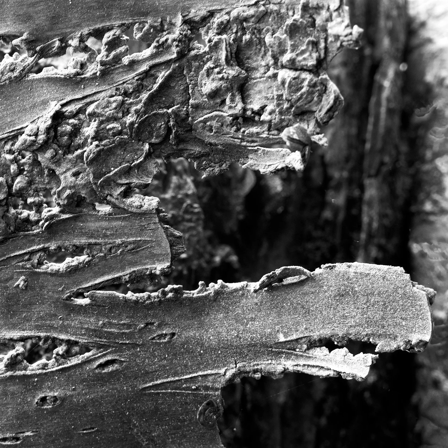 Tree Bark, Dust and Snail