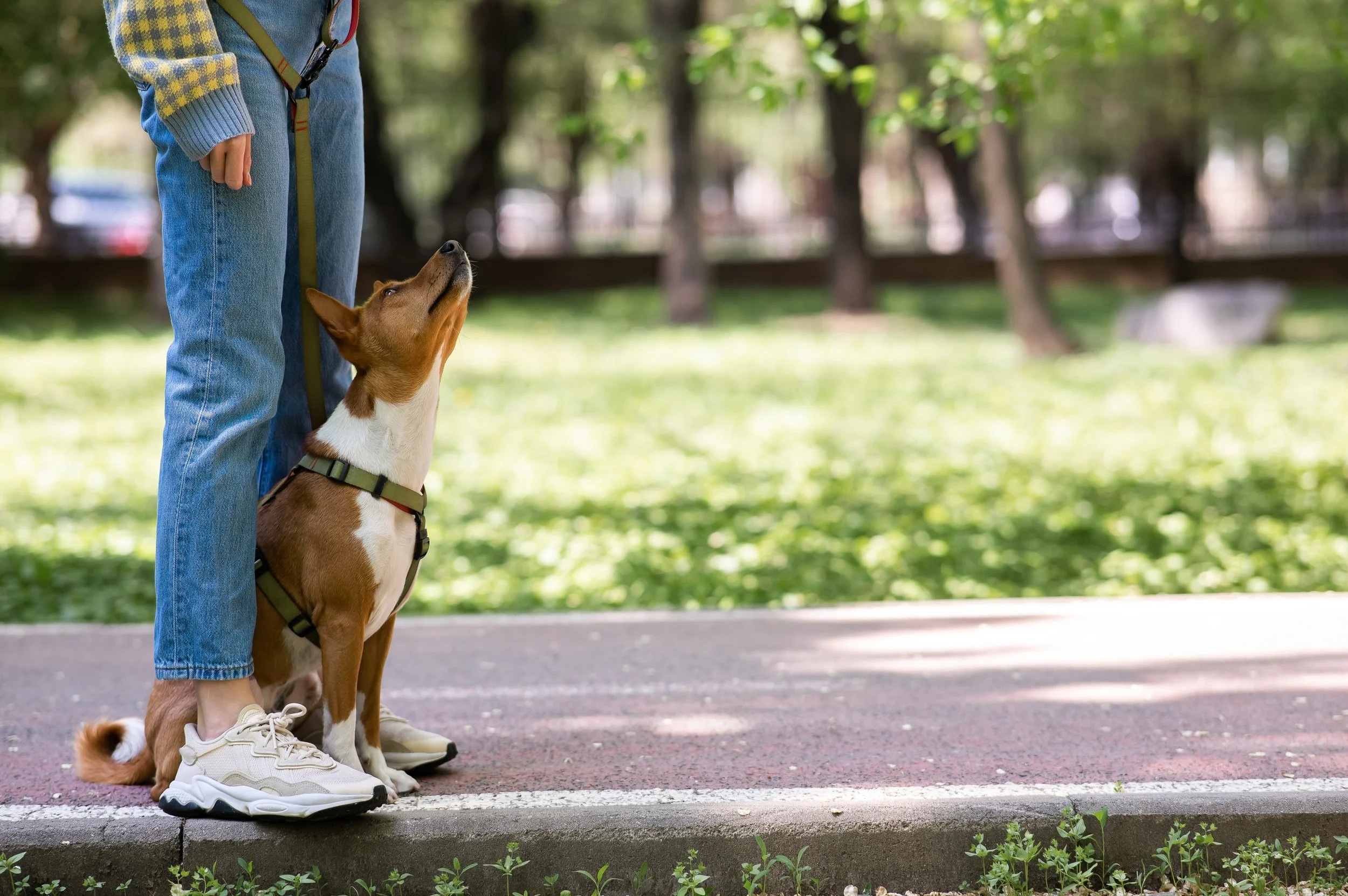 A person with a yellow and gray checkered sweater and blue jeans standing next to a brown and white dog with a harness, outside in a park with green trees in the background.