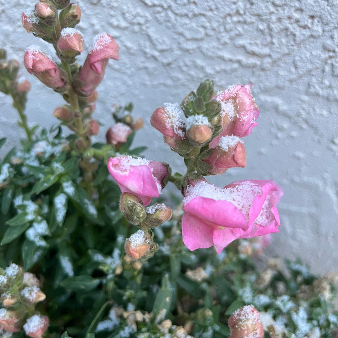 Pink flowers with snow or frost on their petals and buds on a green leafy plant, against a textured wall background.
