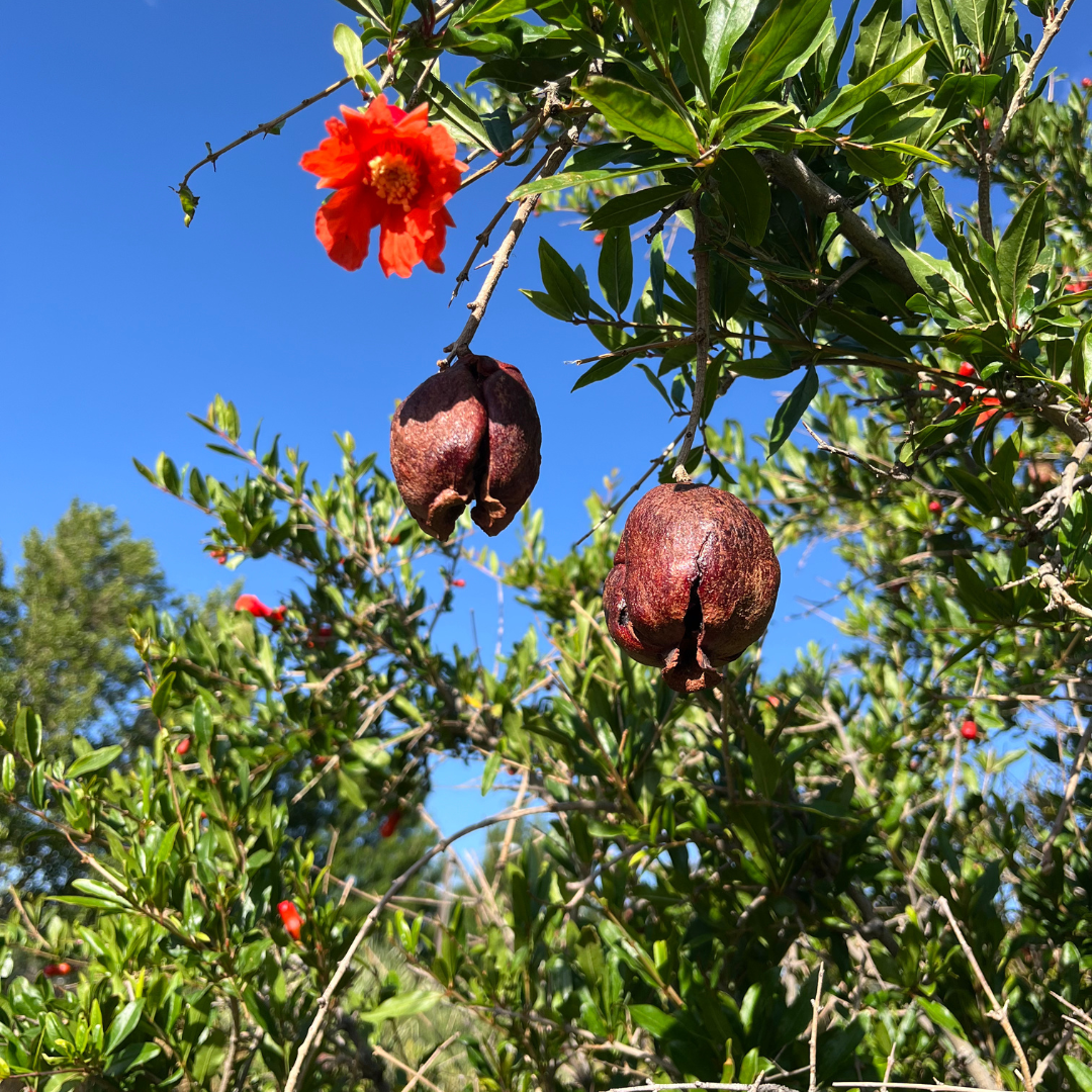 A pomegranate tree with two ripe, cracked pomegranates hanging on the branch and a bright orange flower blooming, against a clear blue sky.