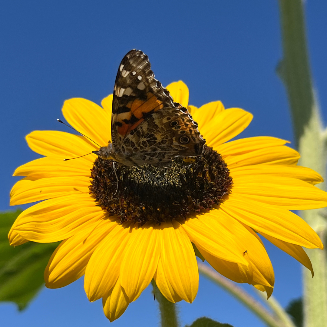 A butterfly perched on a sunflower against a clear blue sky.