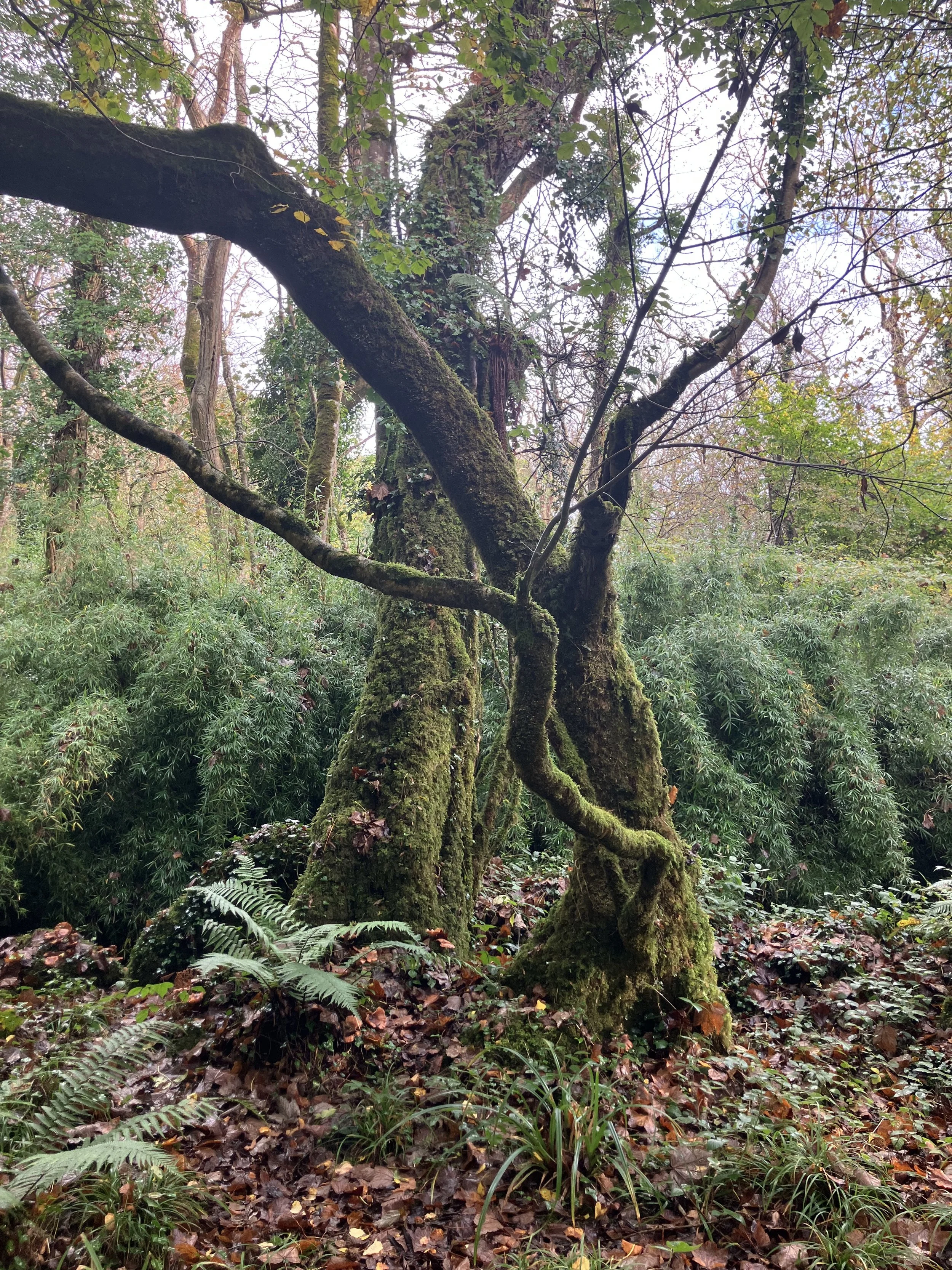 A moss-covered gnarled tree in a dense forest with green foliage, ferns, and fallen leaves on the ground.