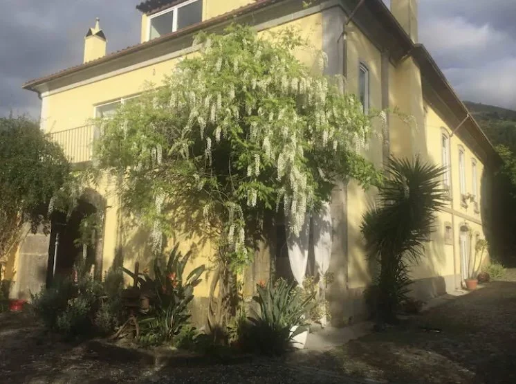 Yellow house with a large green tree and various plants in the front yard in Portugal.