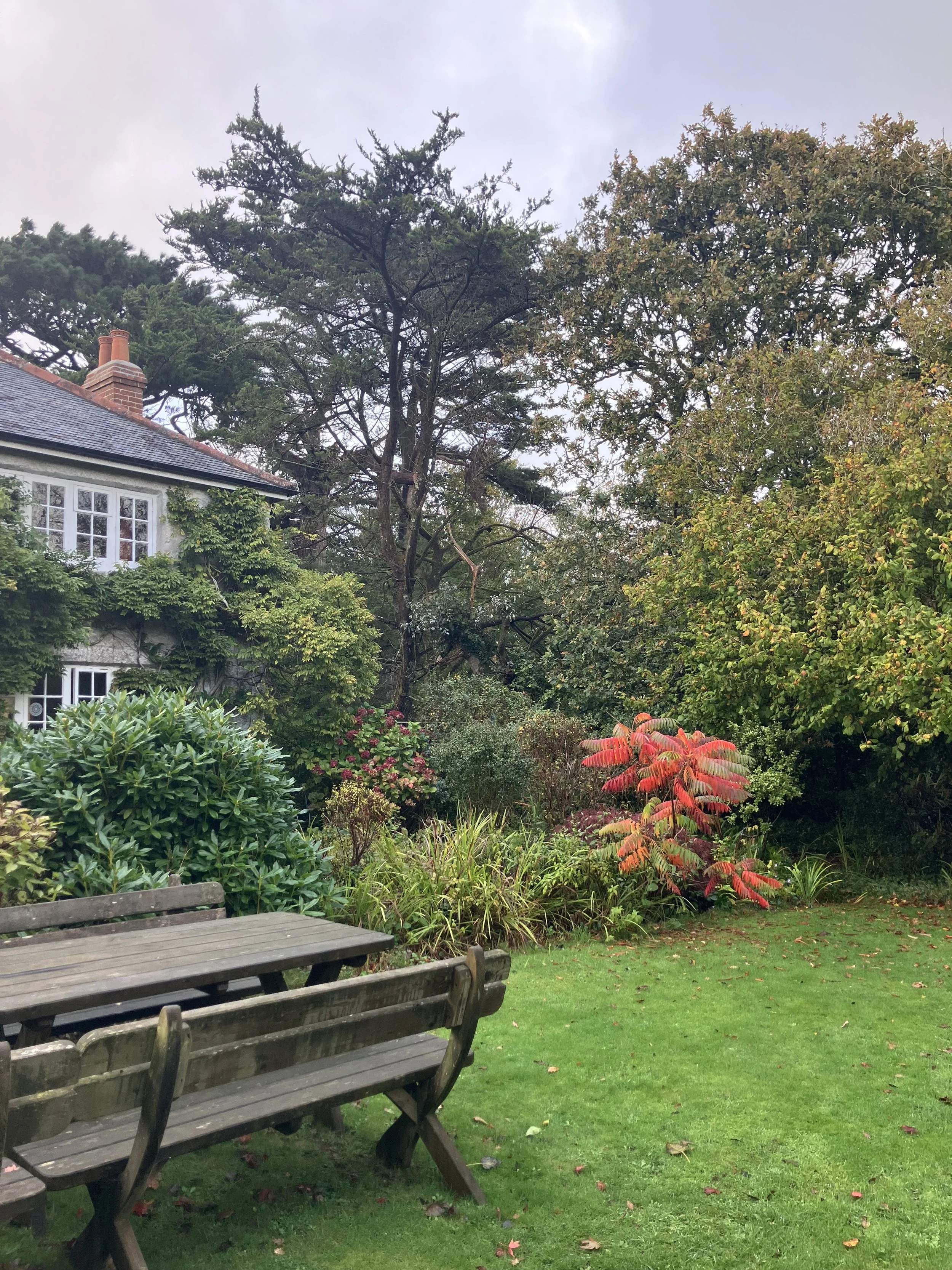 A backyard garden with a wooden table and benches, various leafy green and red plants, tall trees, a house with white window frames, and a cloudy sky.