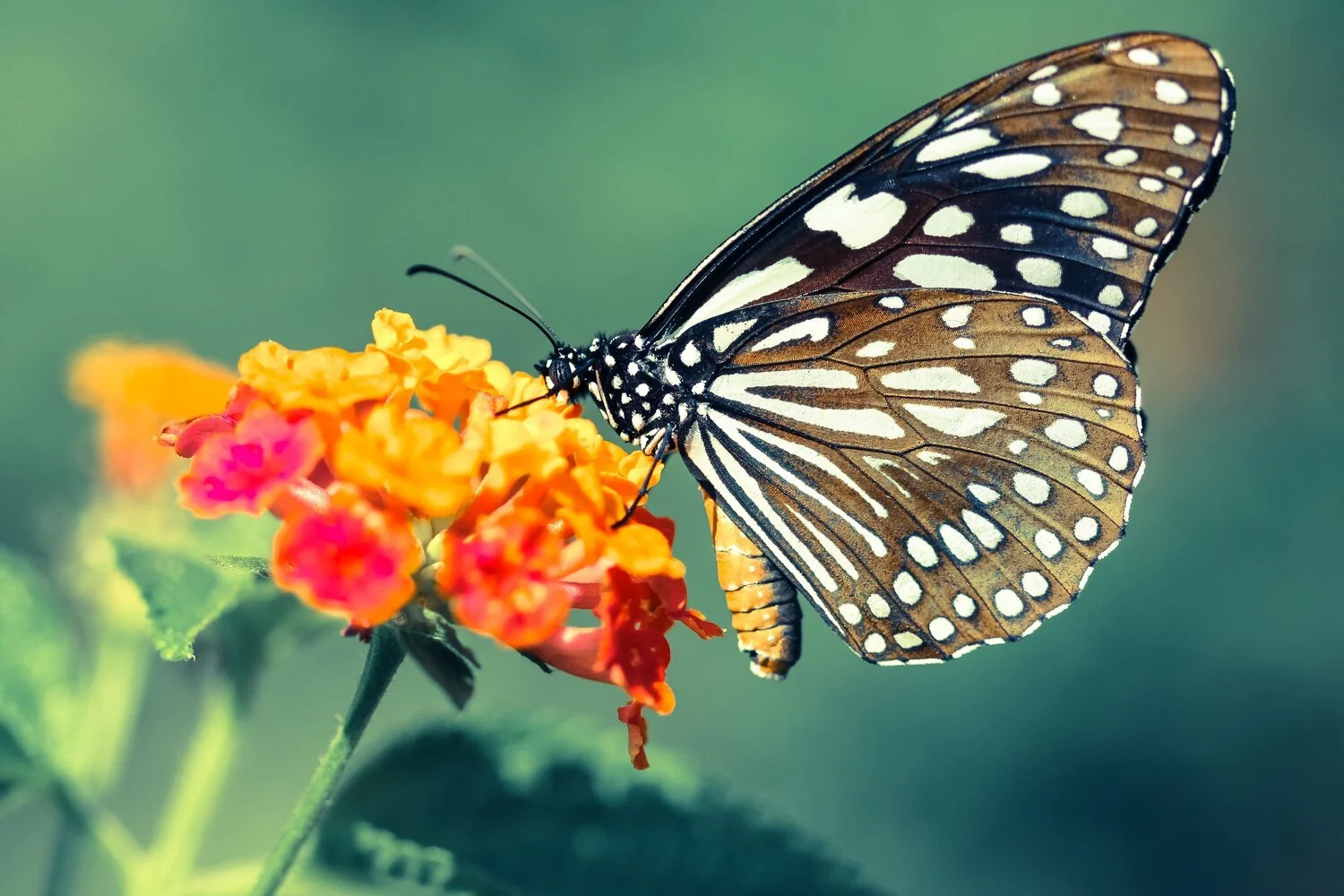 A close-up of a black and orange butterfly with white spots perched on orange and pink flowers.