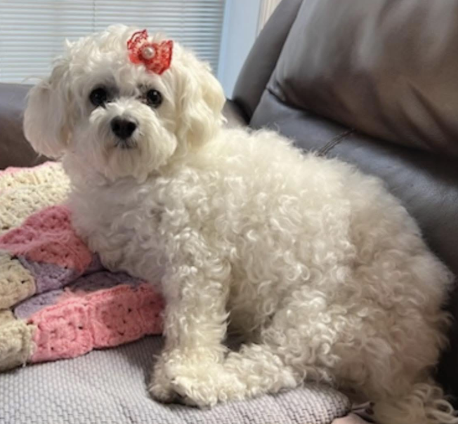 A small fluffy white dog with curly fur sits on a couch, looking toward the camera. The dog is wearing a red bow with a pearl in the center on top of its head and is resting beside a pink crocheted blanket.