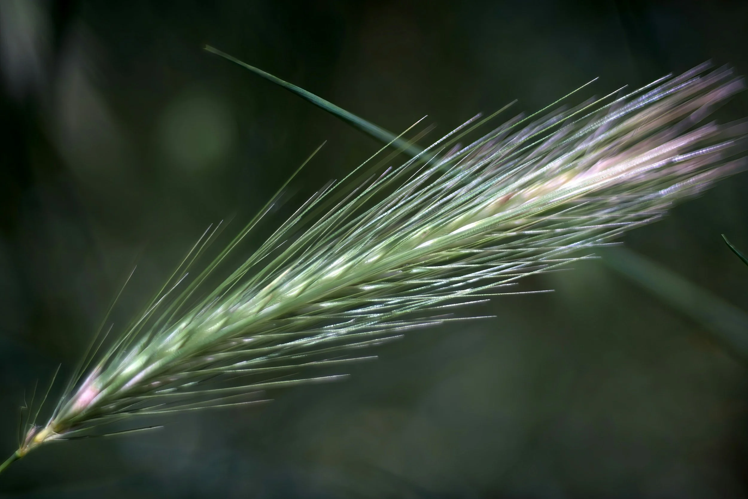 Gardening Can Save You Money on Vet Bills: The Danger of Foxtails and Why “Wait and See” Can Lead to Surgery