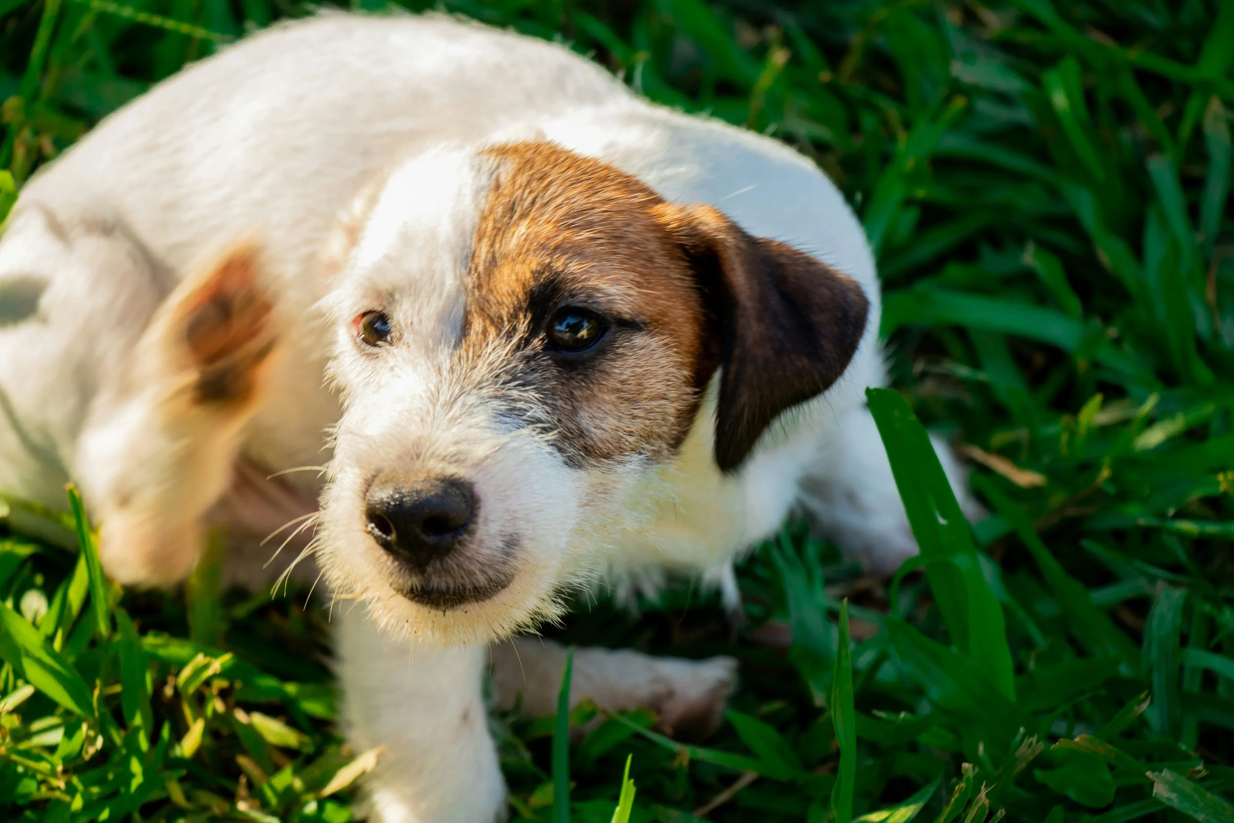 “It can’t possibly be fleas!” Unfortunately, they are the most likely culprit.
