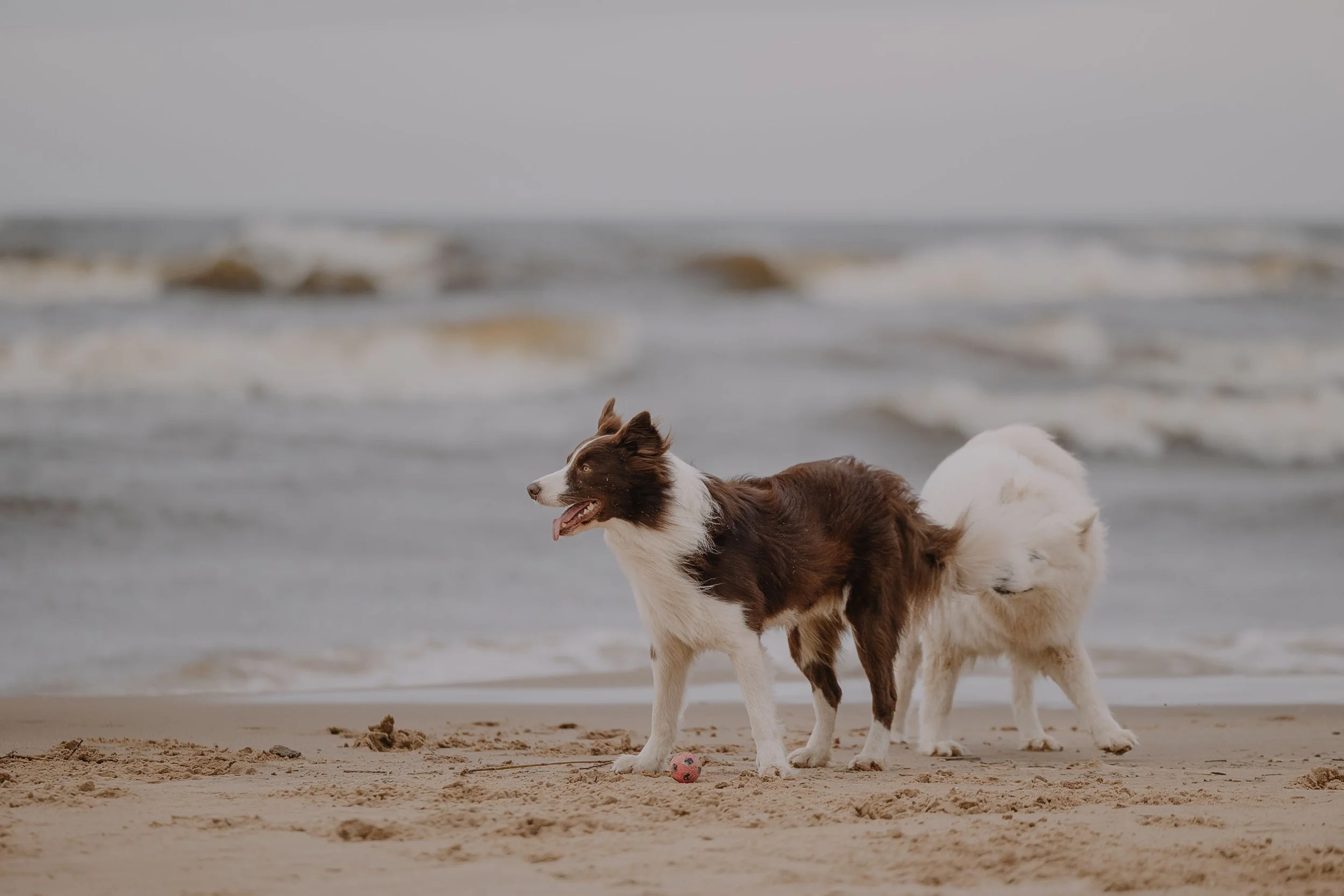 Summer Travel Without the Stress: Setting pets AND People Up for Success. 