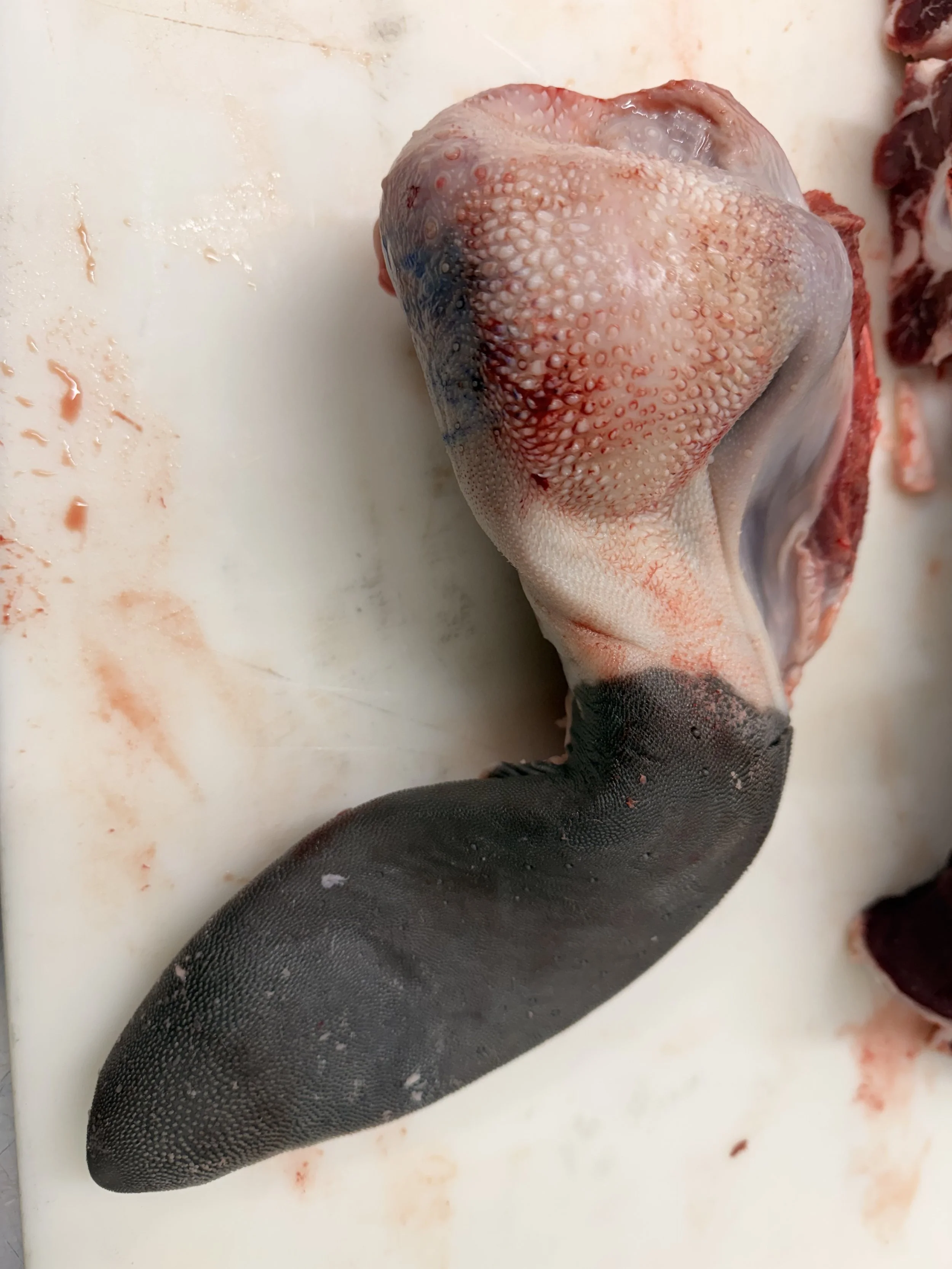 BEEF TONGUE-*$4.00/LB*