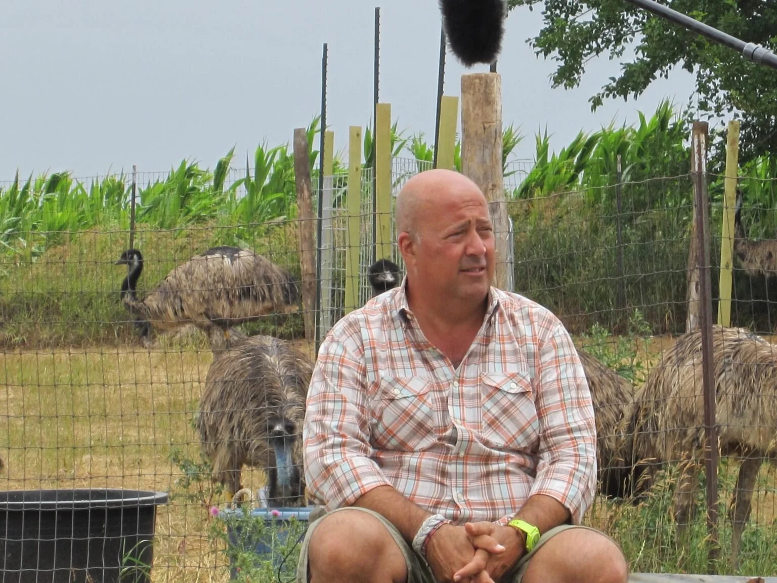 a guy sitting in front of emus