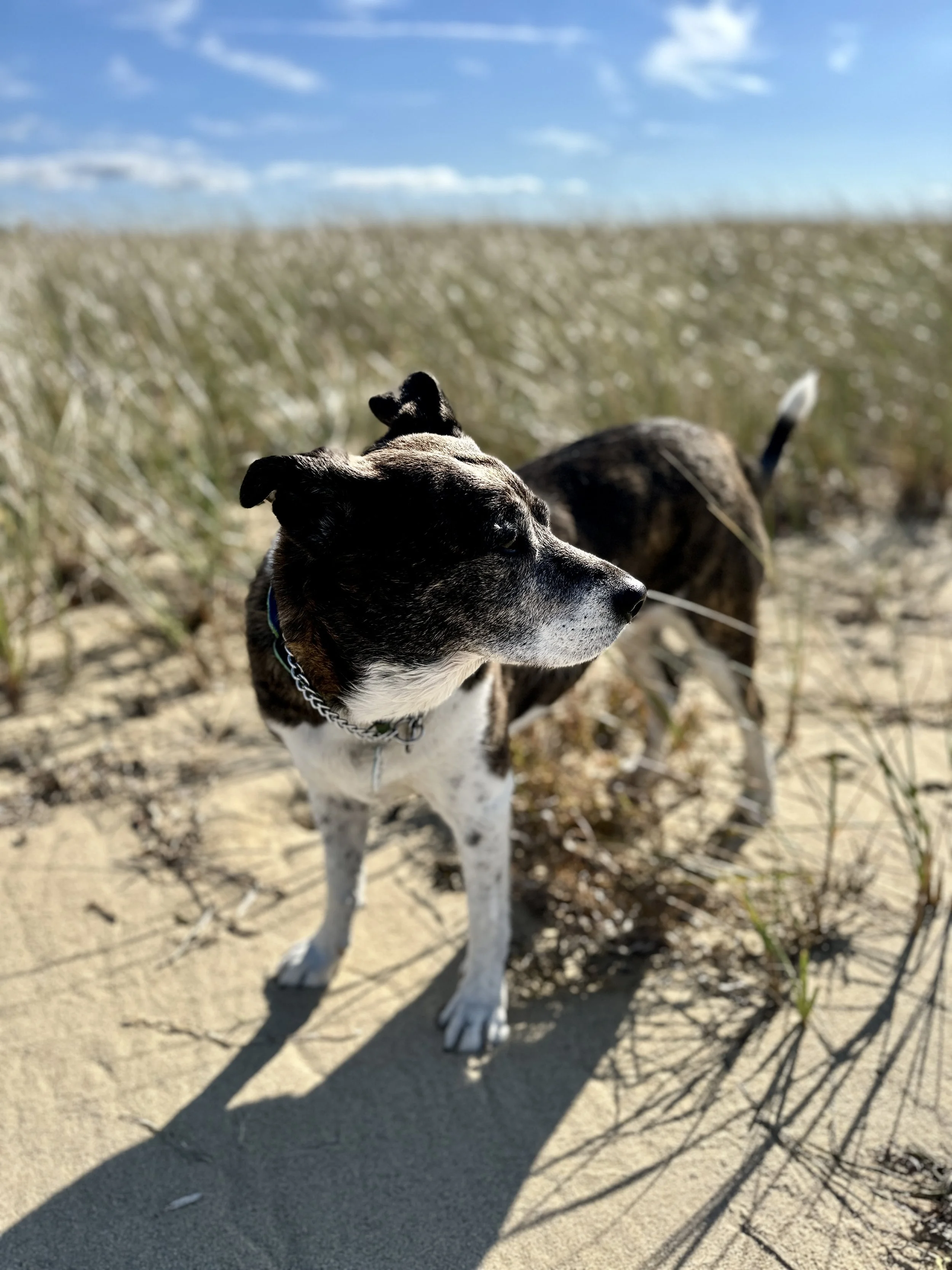 A mixed-breed dog standing on a sandy beach with grass, looking to the right under a partly cloudy sky.
