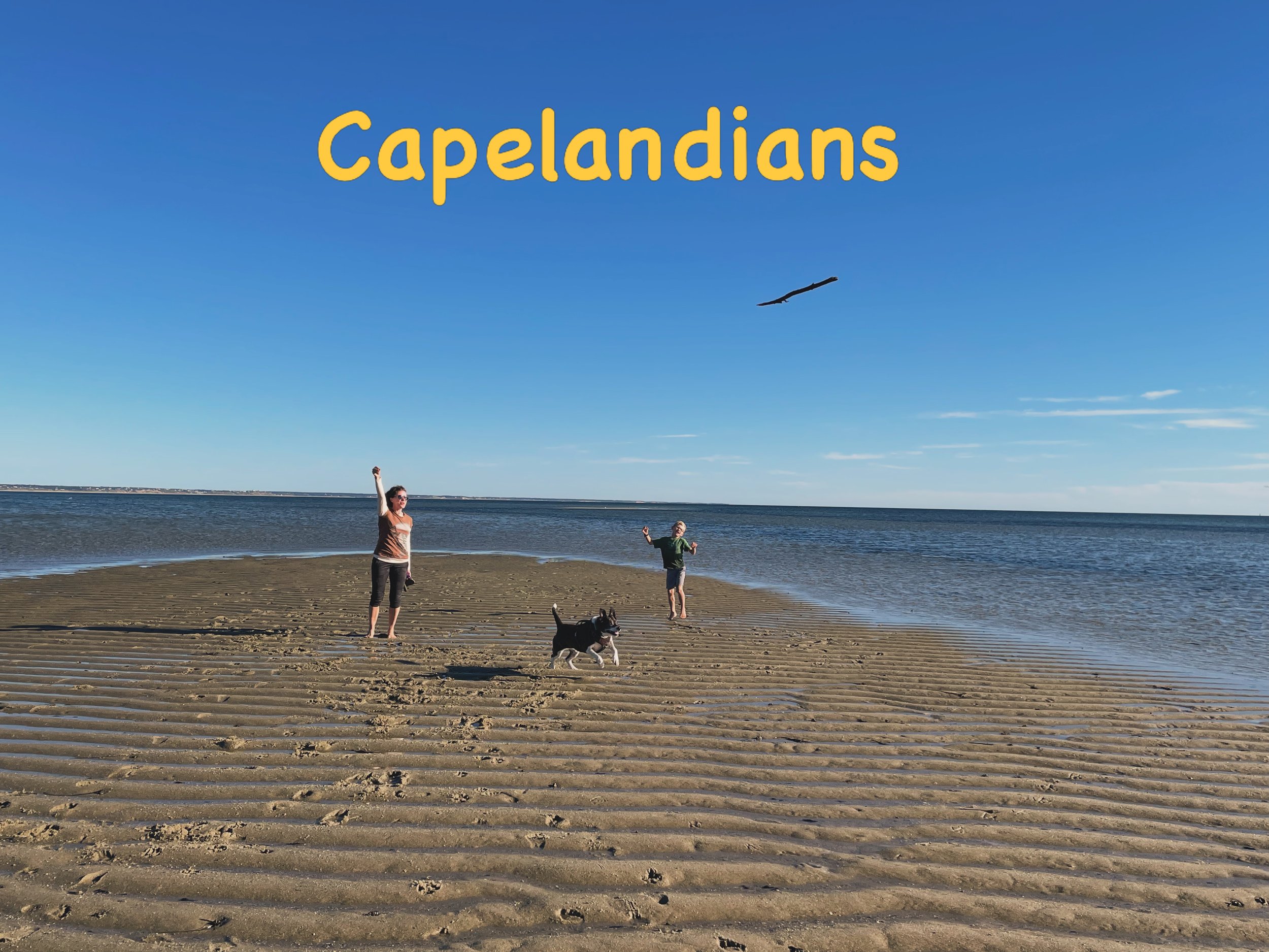 A woman, a child, and a dog playing on a sandy beach with a large body of water and a clear blue sky in the background. A bird is flying in the sky.