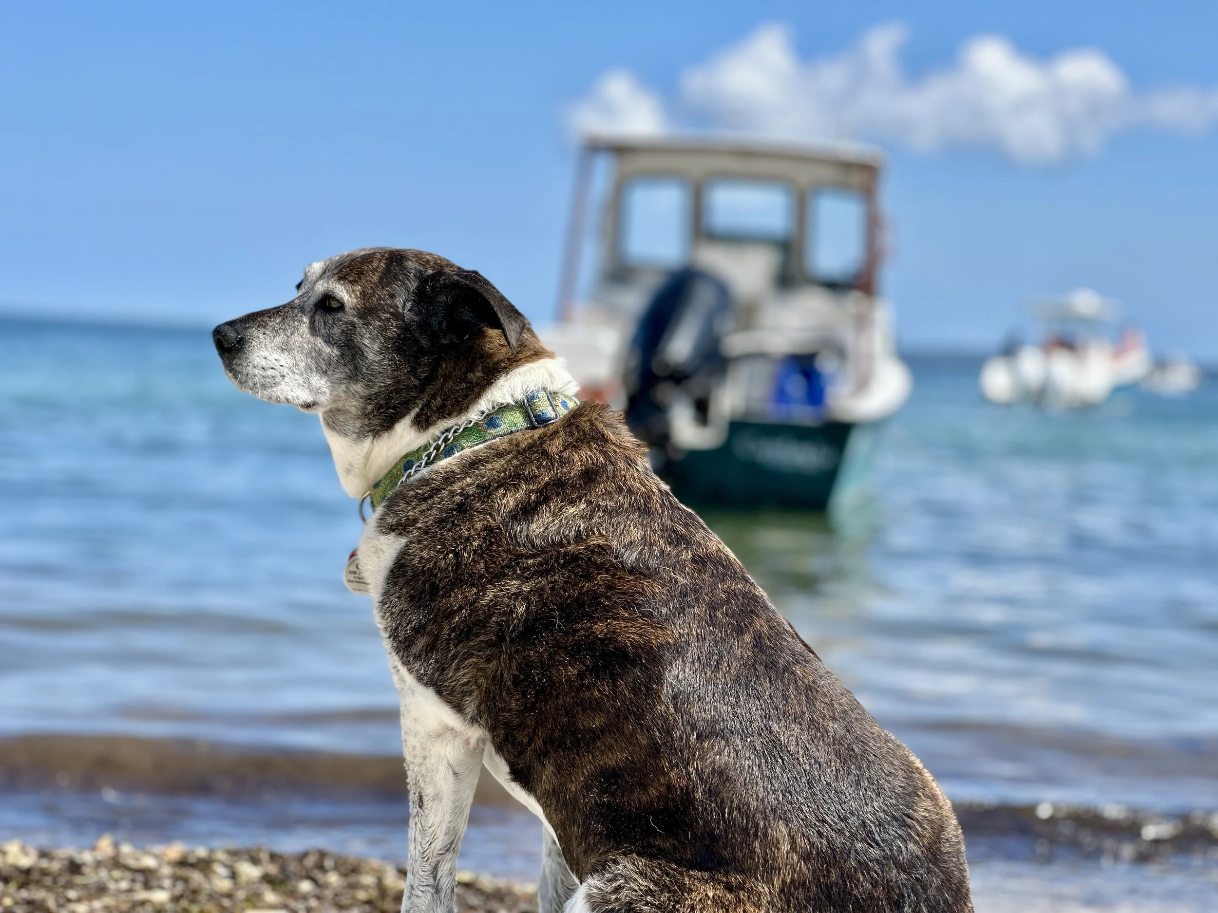 A dog sitting on a beach near the water with boats in the background.