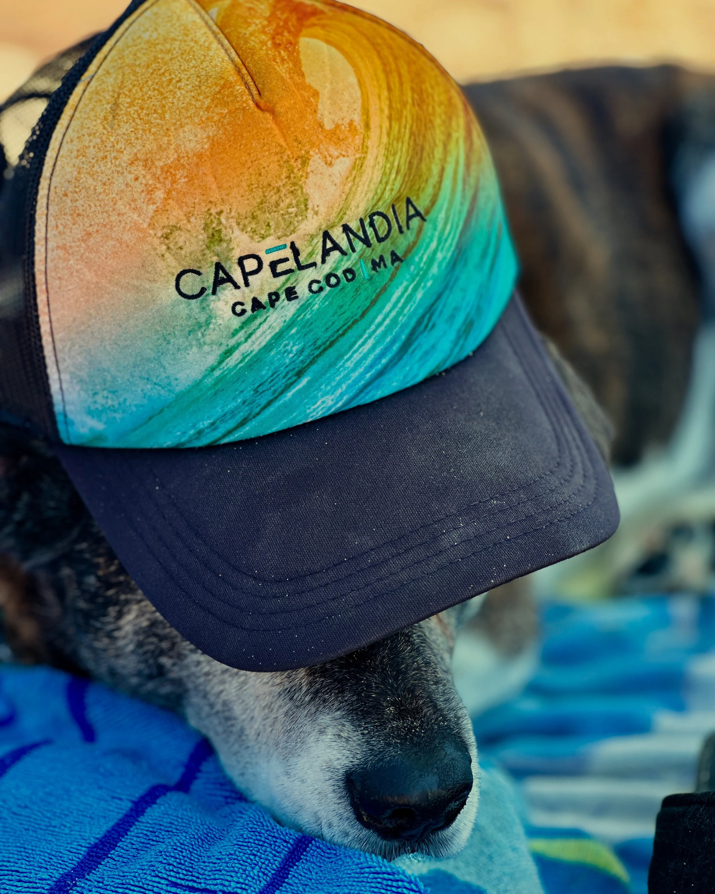 A dog wearing a Cape Cod, Massachusetts cap, with a rainbow-colored brim and the words 'Capelandia Cape Cod MA' printed on it. The dog appears to be resting on a blue towel.
