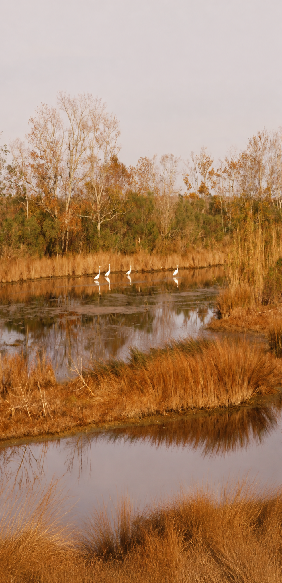 In a natural wetland scene with tall grasses, leafless trees, and a calm body of water, four white birds stand in the water, reflecting in its surface, with a soft sky overhead.