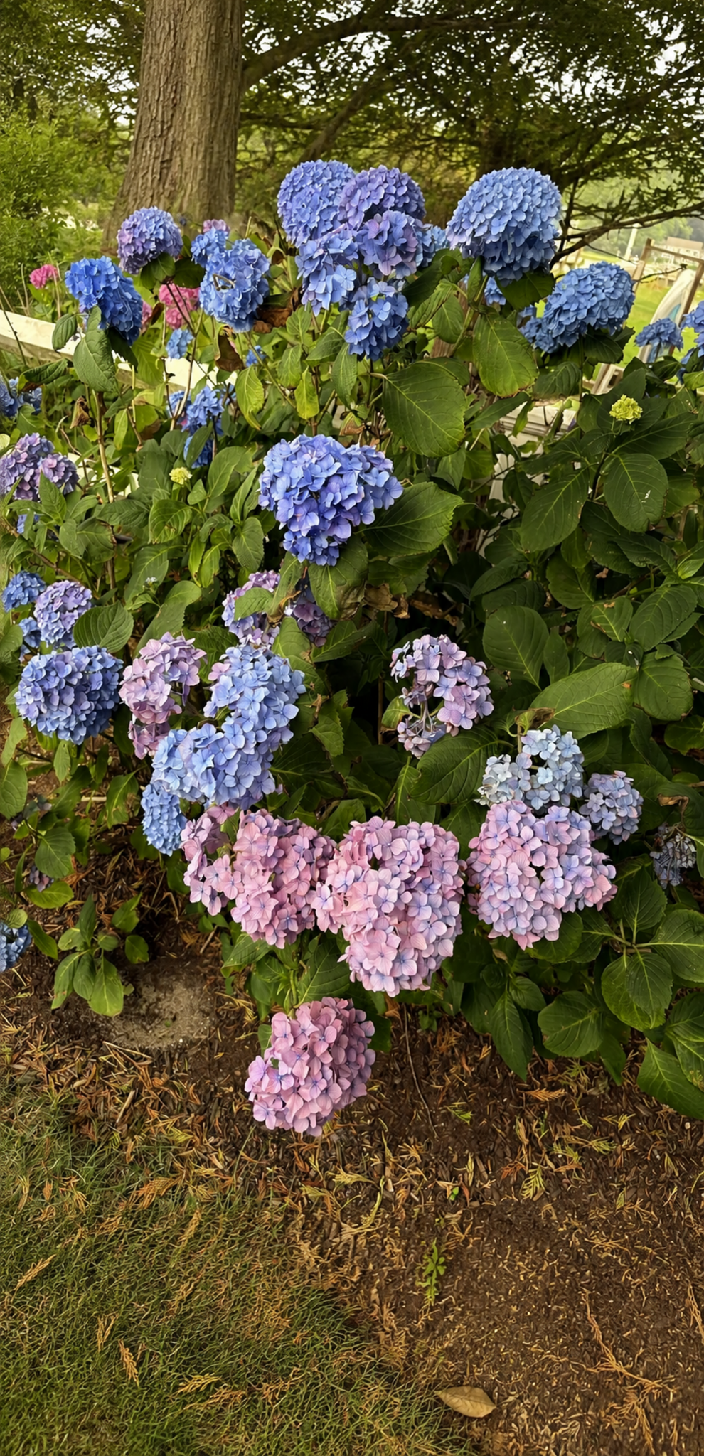 Close-up of a hydrangea bush with clusters of blue, purple, and pink flowers and green leaves. In the background, a tree trunk and a partially visible white fence or garden furniture are visible.