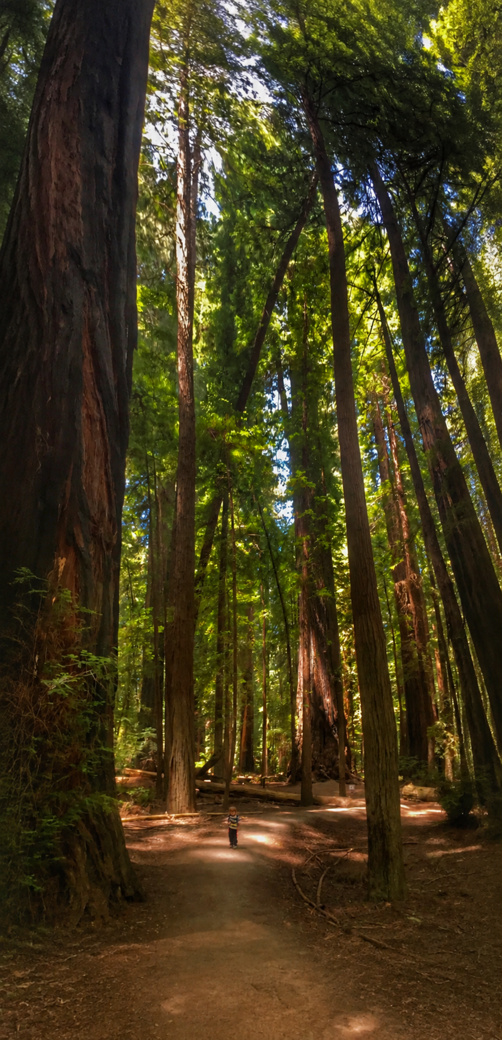 A small child standing on a dirt path in a dense forest of tall trees with sunlight filtering through the leaves.