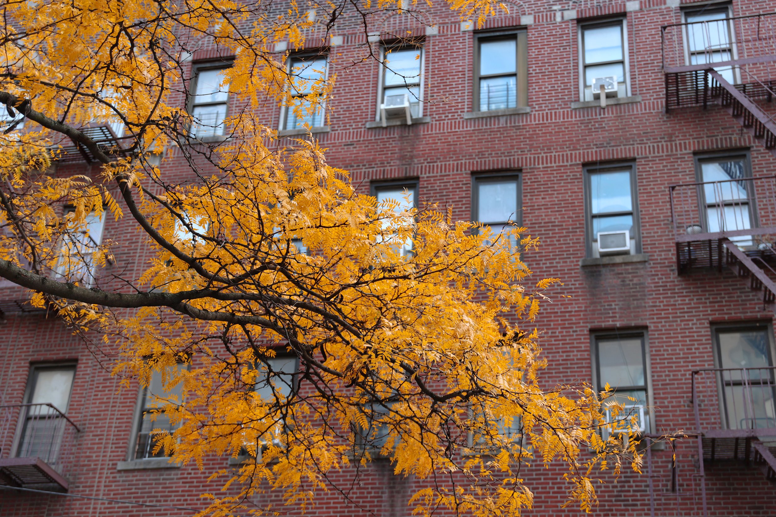 Tree with yellow leaves in front of a red brick apartment building.