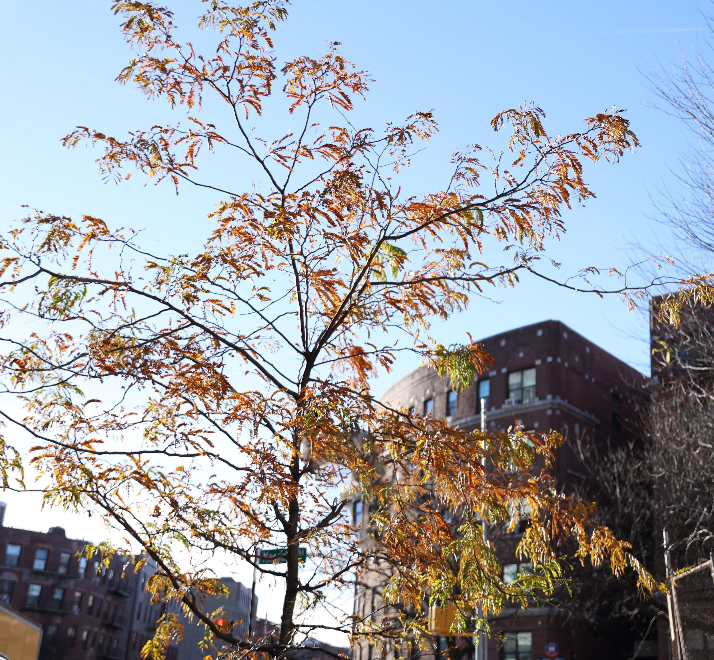 Tree with orange and green leaves in front of brick buildings on a sunny day.