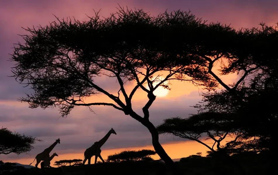 Silhouettes of three giraffes walking through an African savanna at sunset, with acacia trees against a colorful sky.