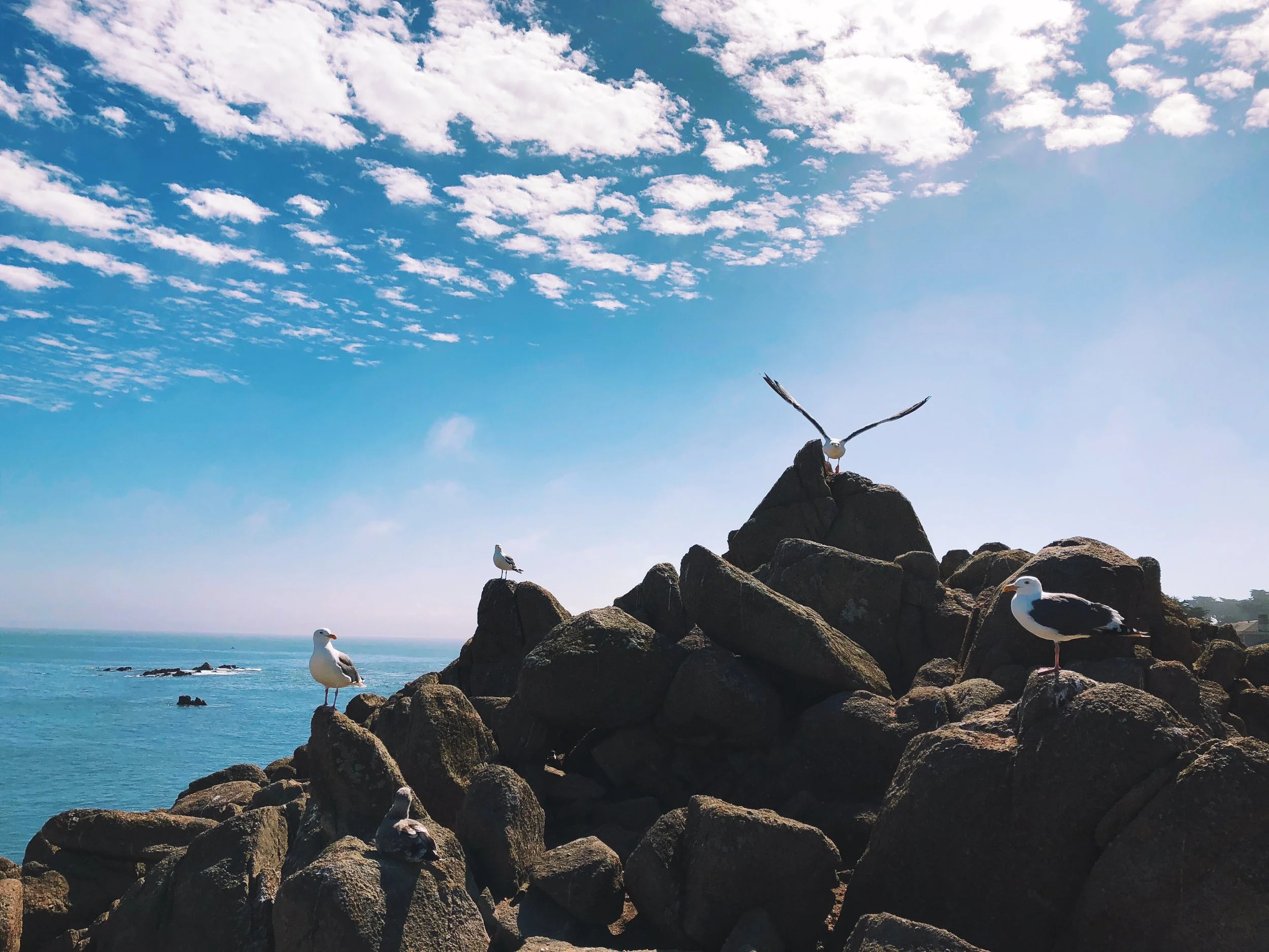 monterey.JPG