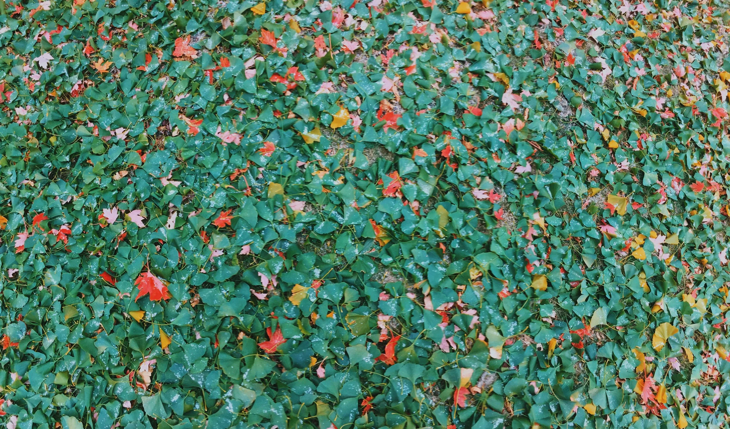 ginkoleaves.JPG