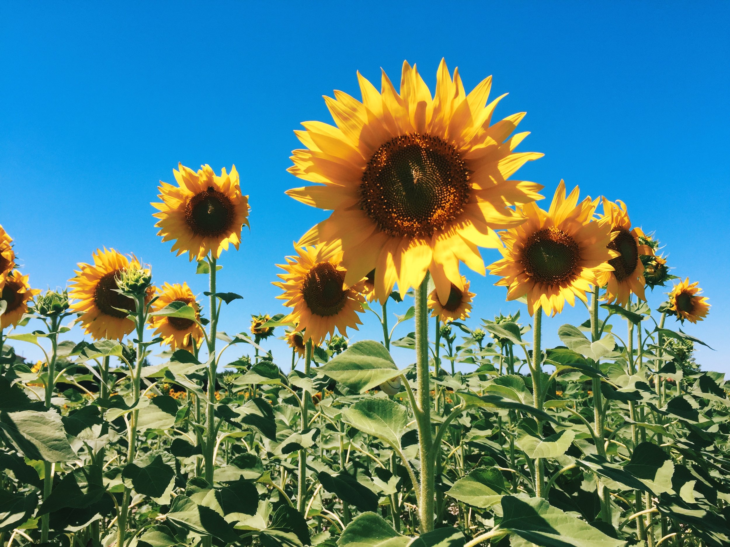 sunflowersfrance.jpg