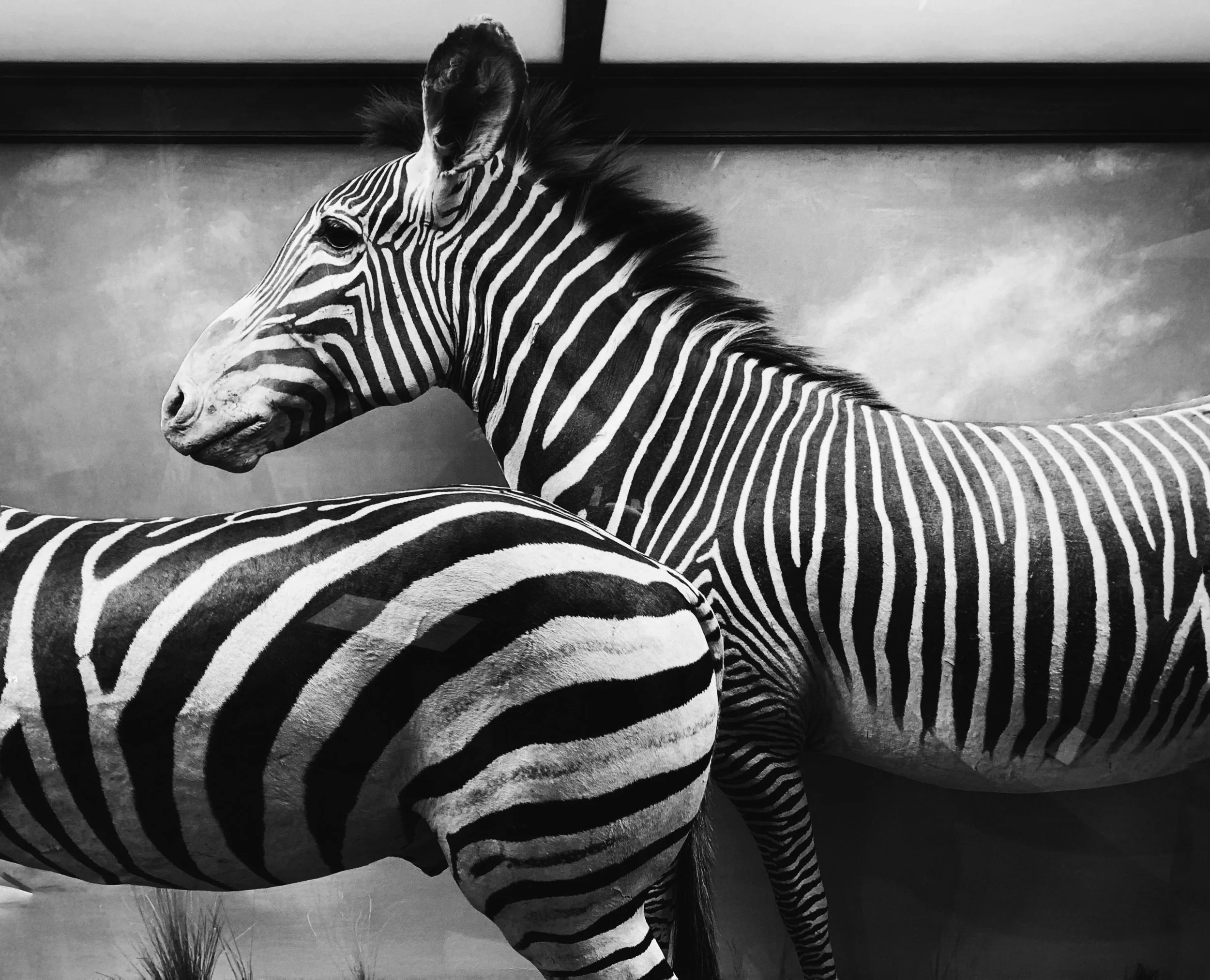 zebrabw.jpg