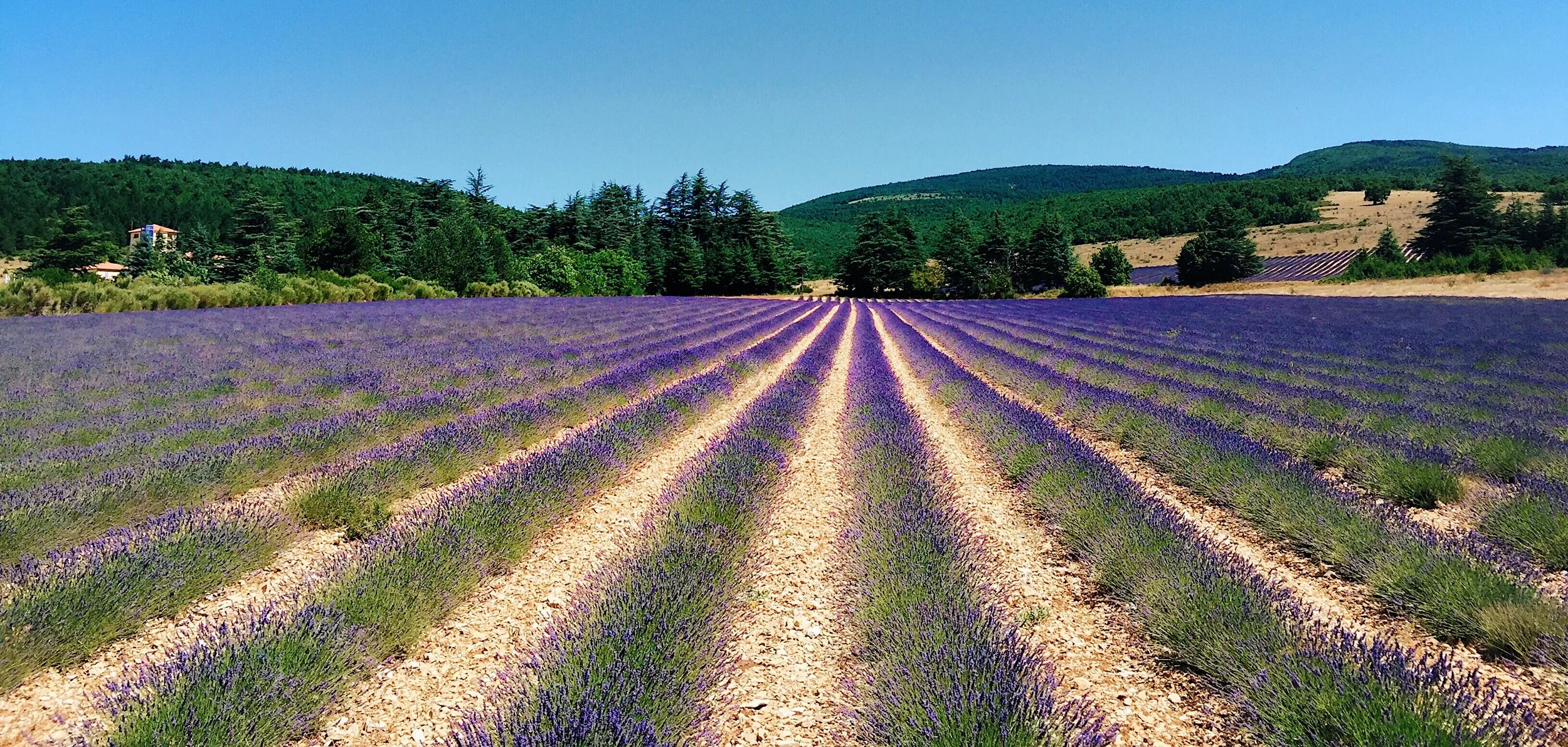 lavenderfields.JPG