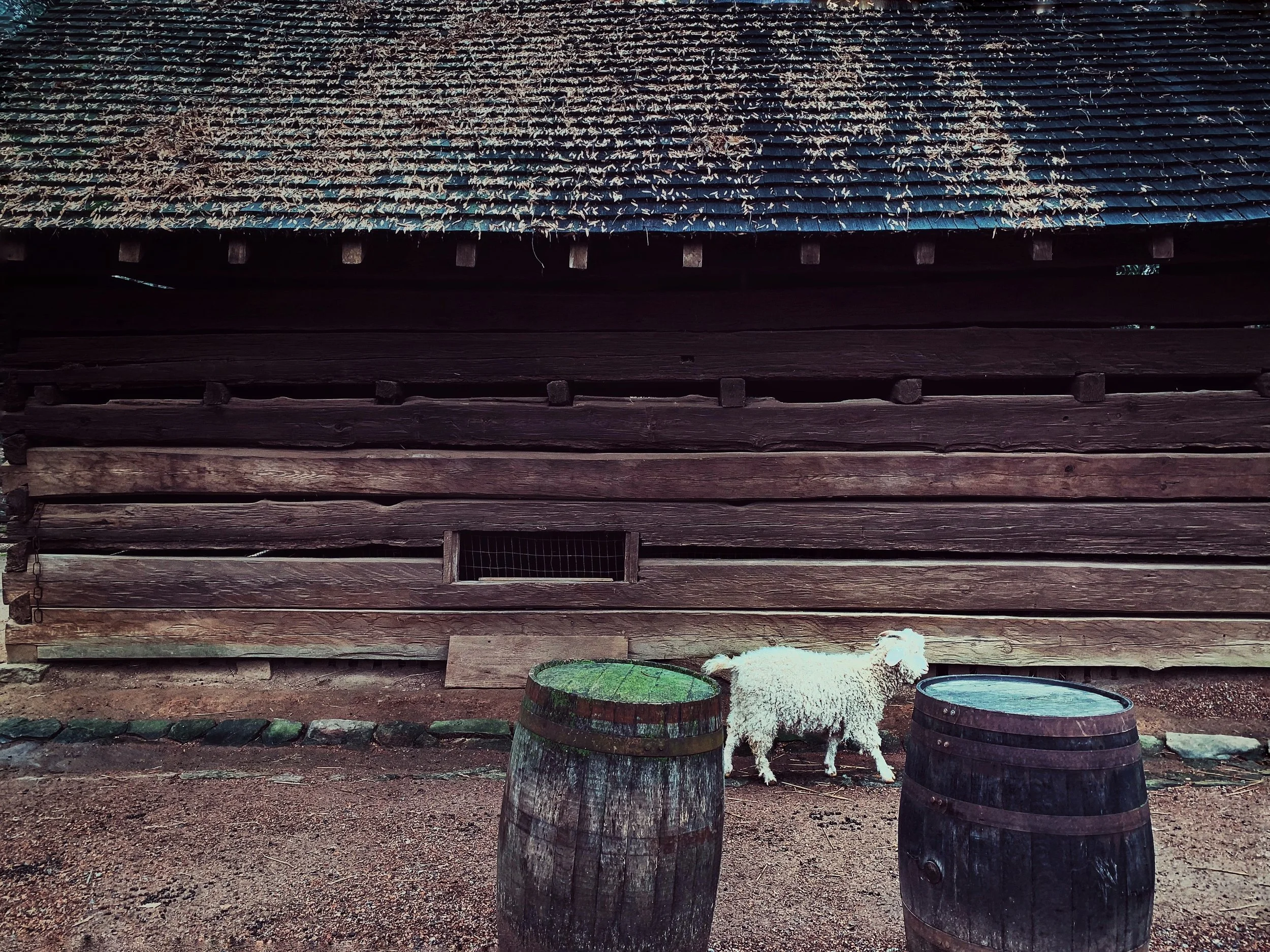 sheepish.JPG
