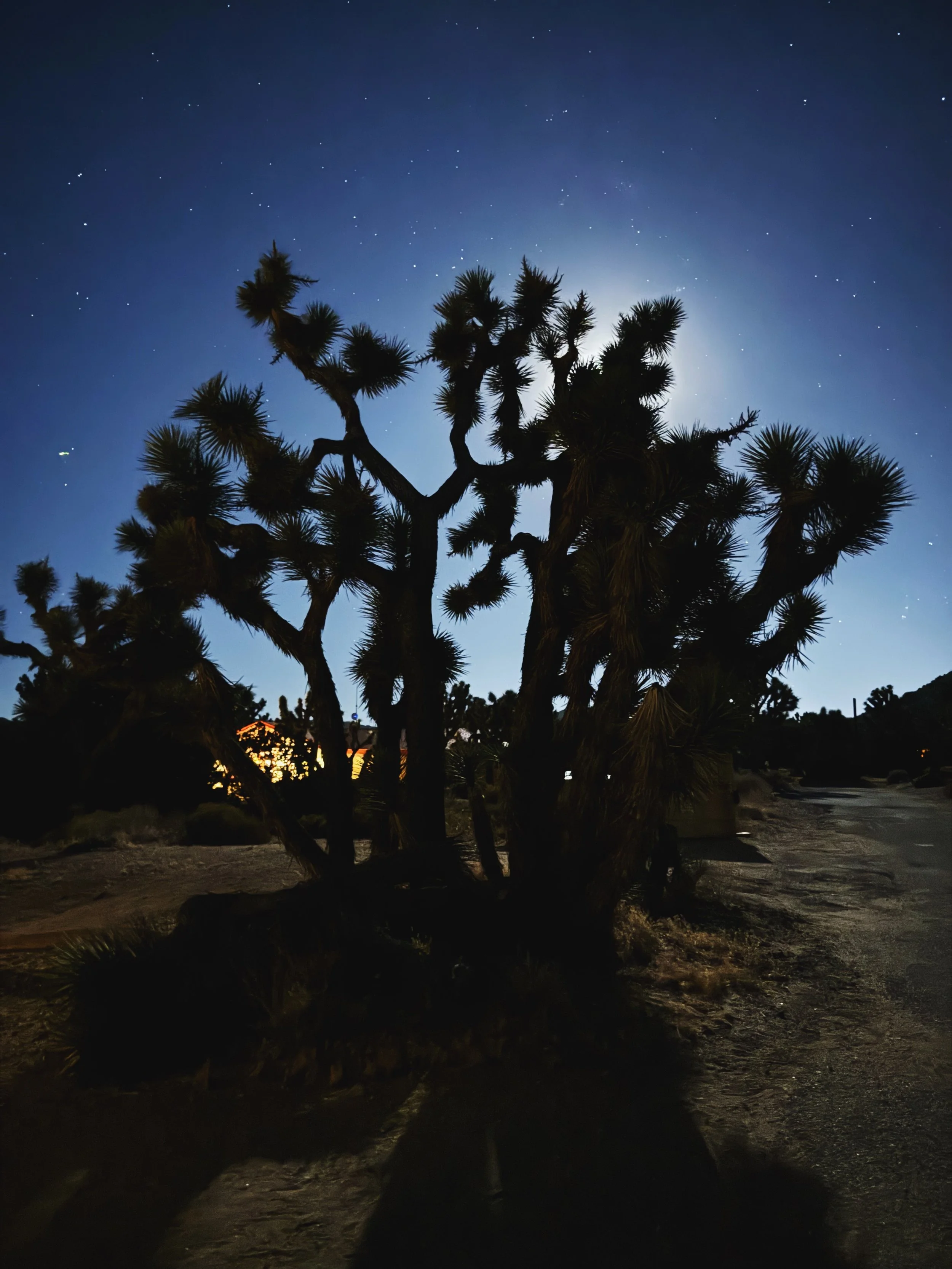 joshuatreenocturne.JPG