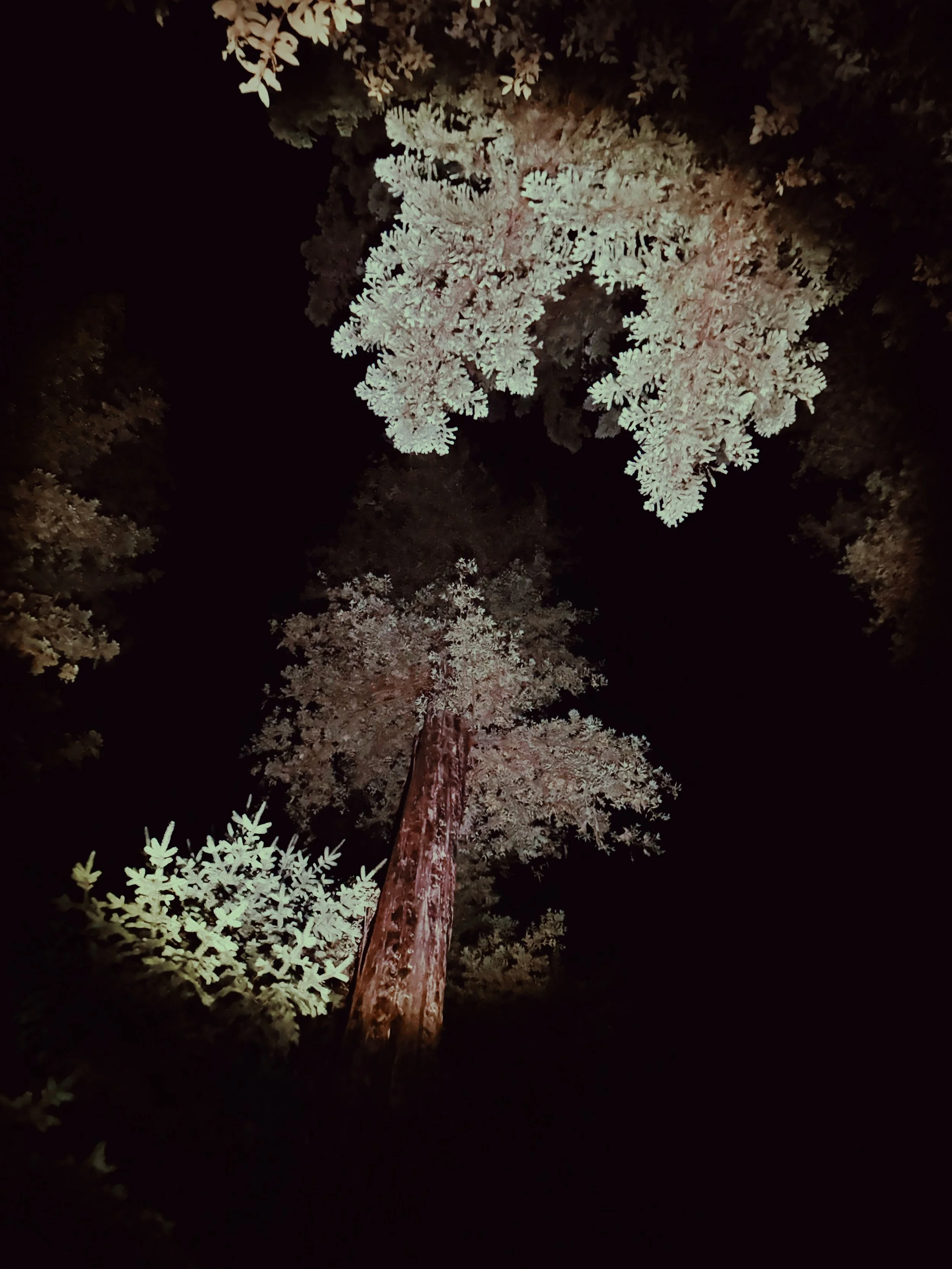 flashlighttrees.jpg