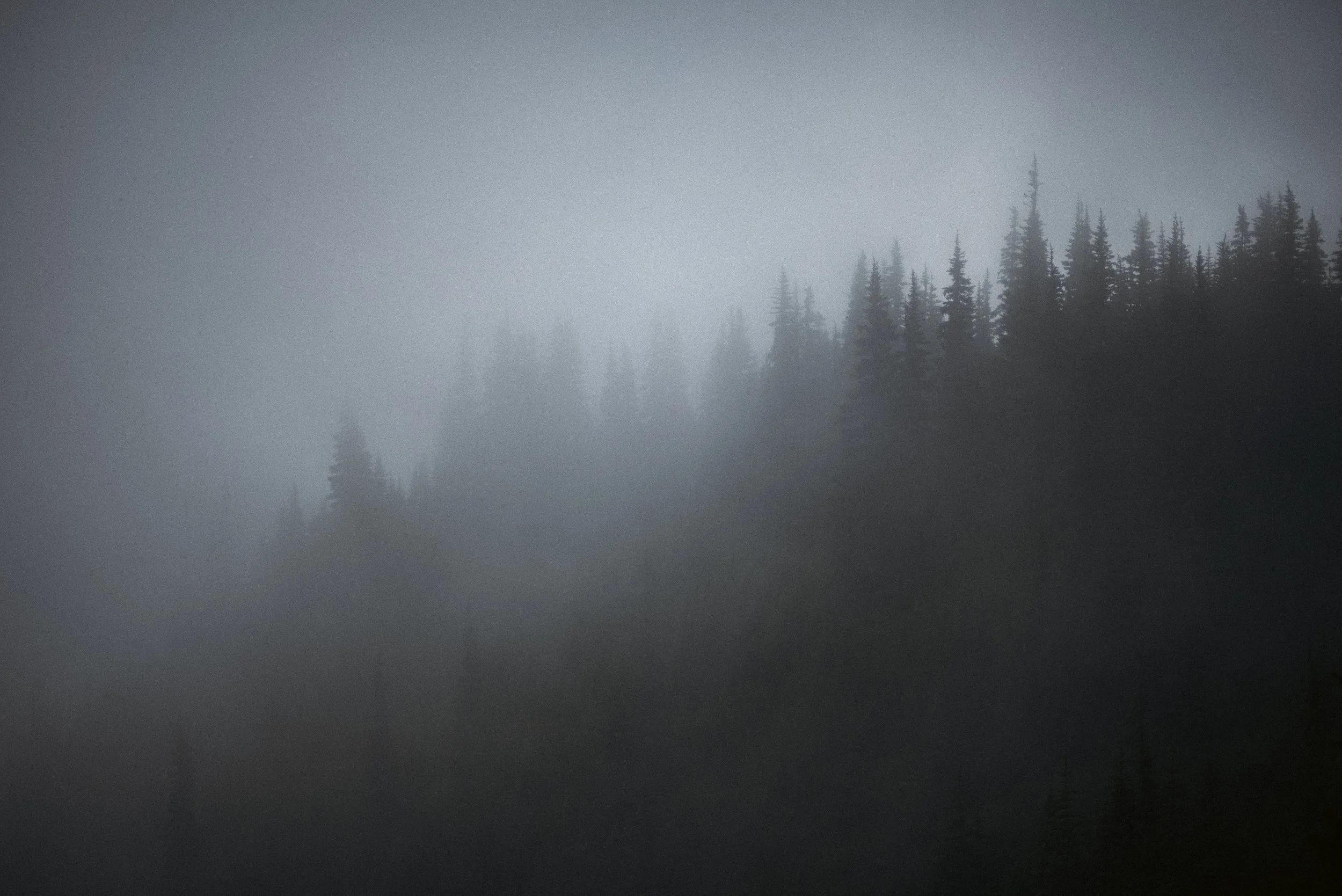 seattletreesilhouette.jpg