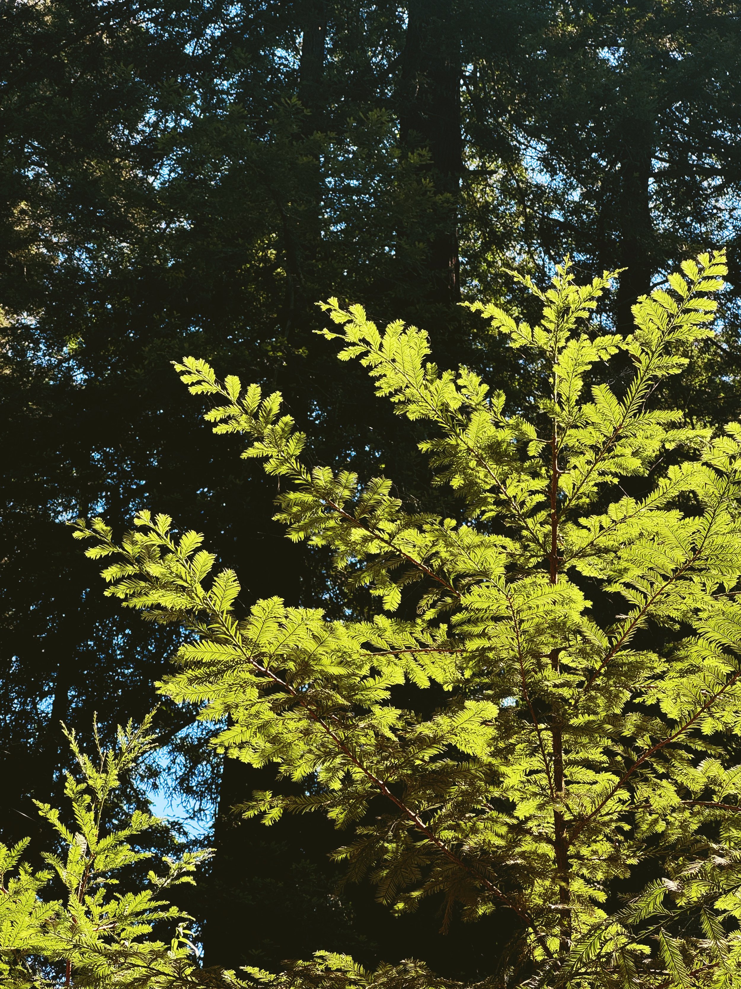 greenplantbigsur.jpg