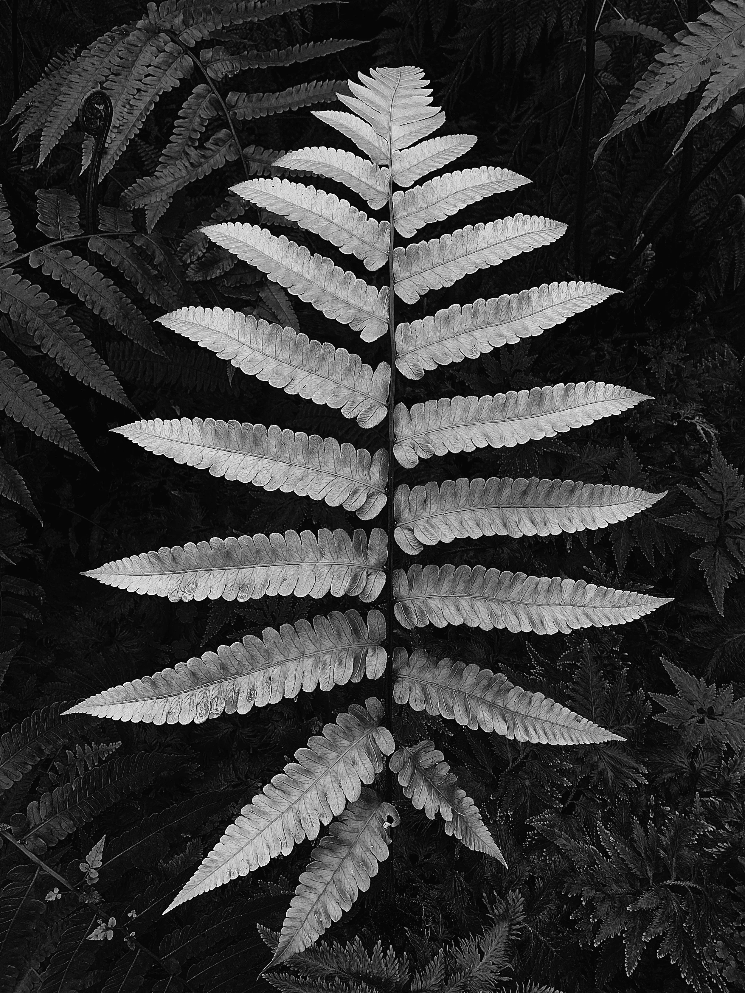 fernmodified.jpg