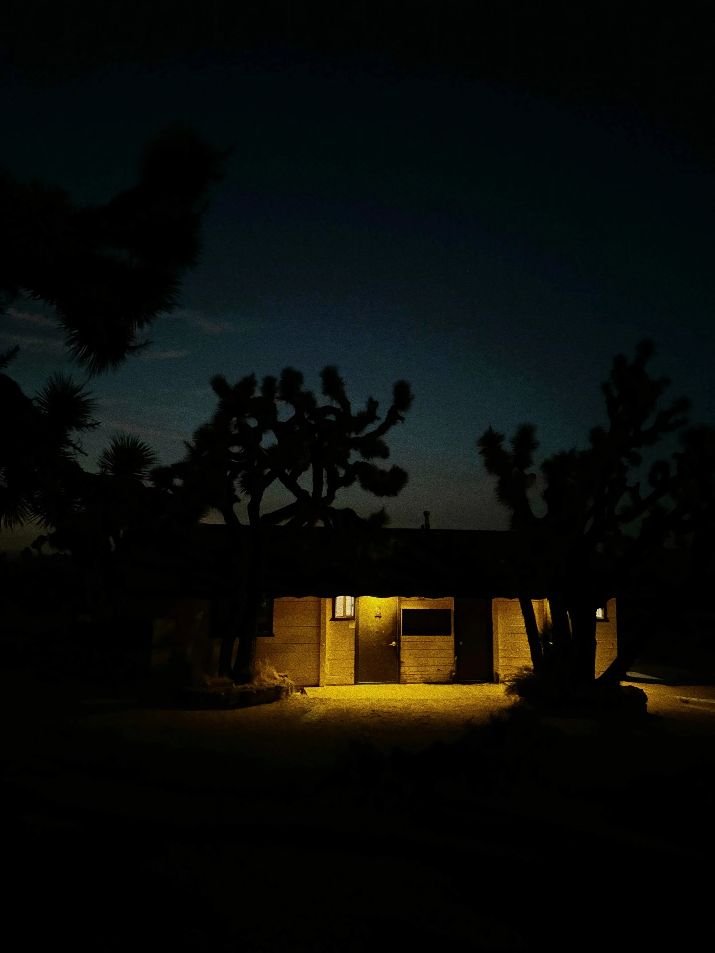 nocturnaljoshuatree.jpg