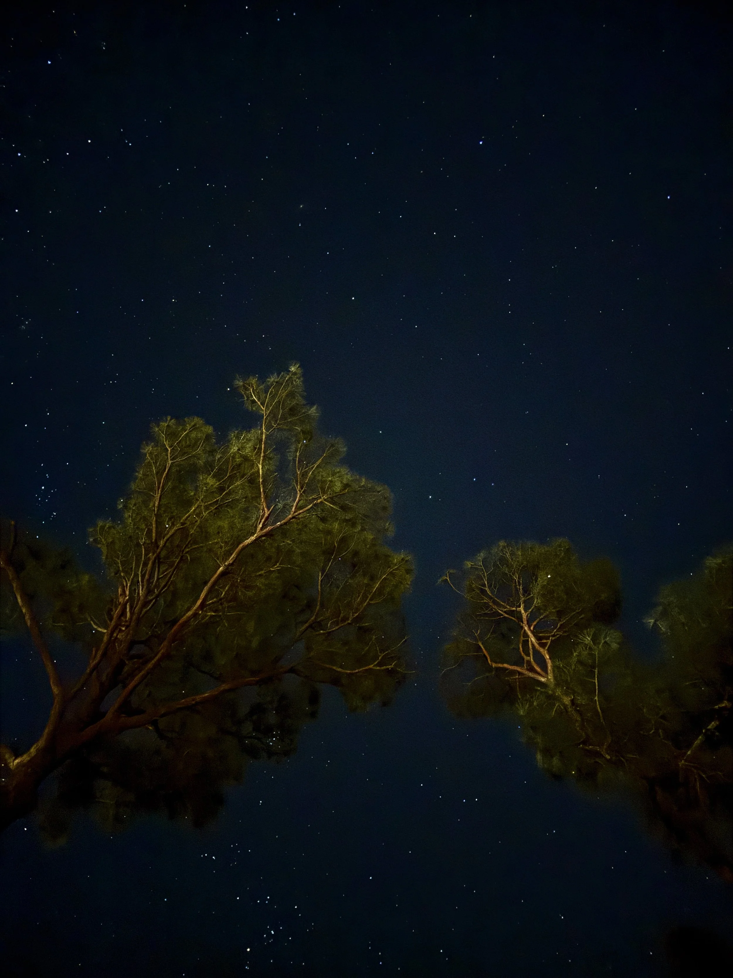 startstrees.JPG
