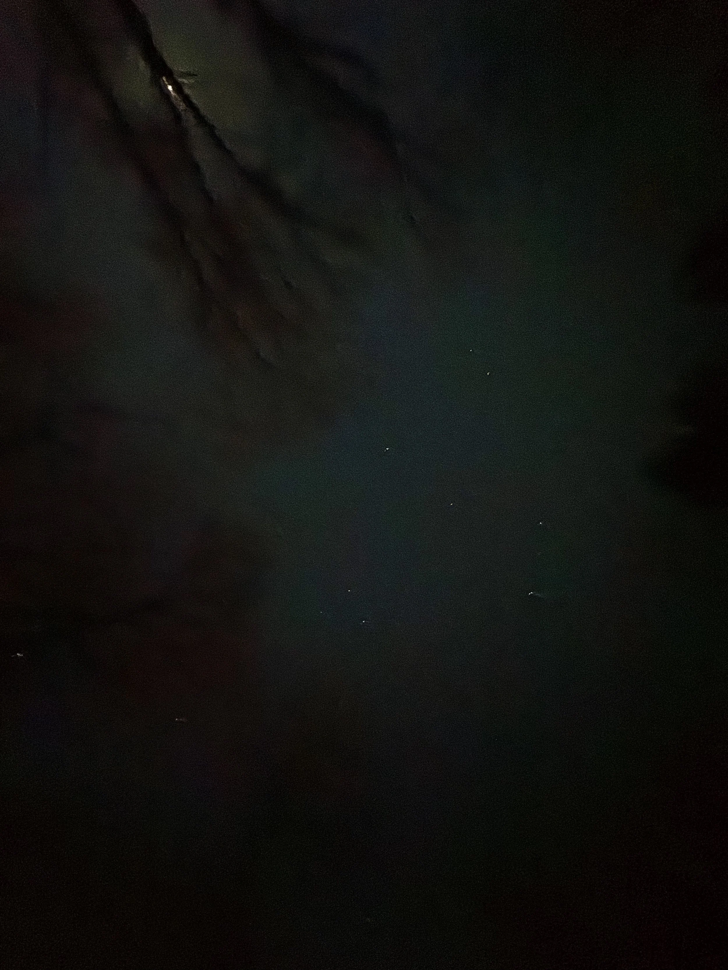 motionblurtrees.JPG