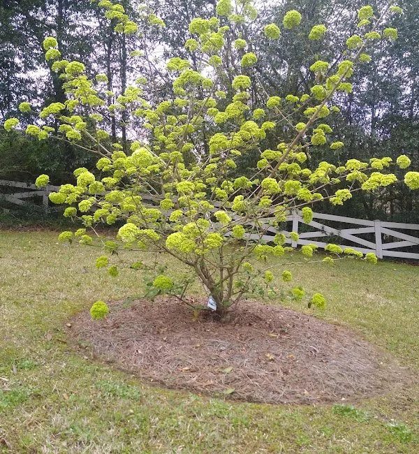 estradas-seasonal-maintenance-2024-12-18T222845.995 (1).jpg