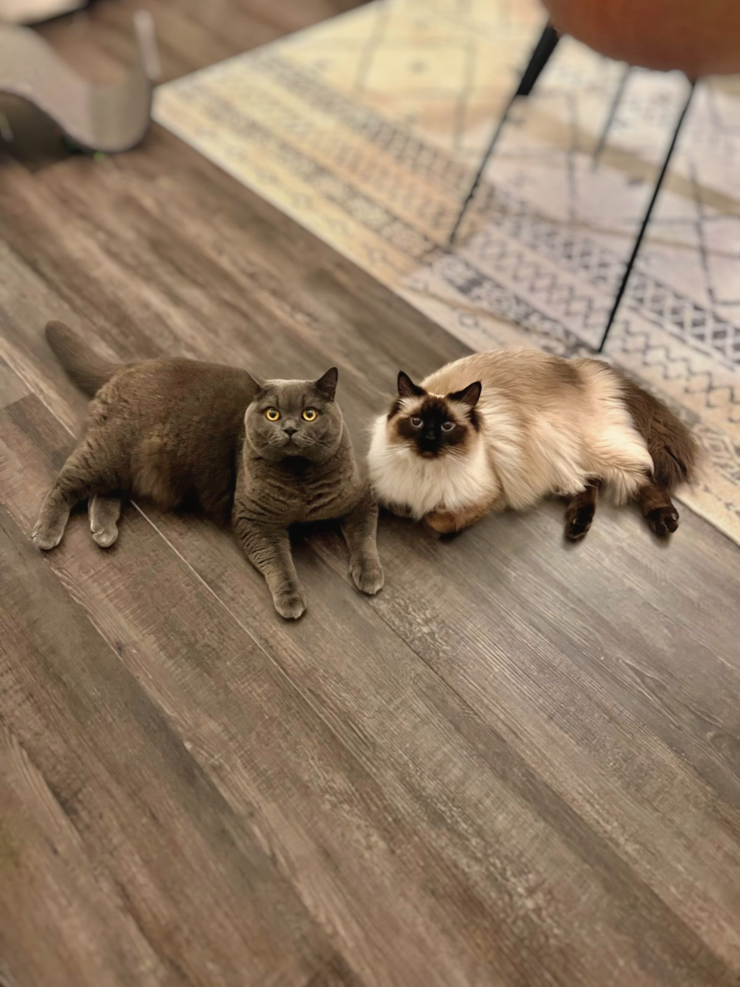 Two cats lying on a wooden floor near a rug. One is gray with yellow eyes, and the other is a Siamese with blue eyes.